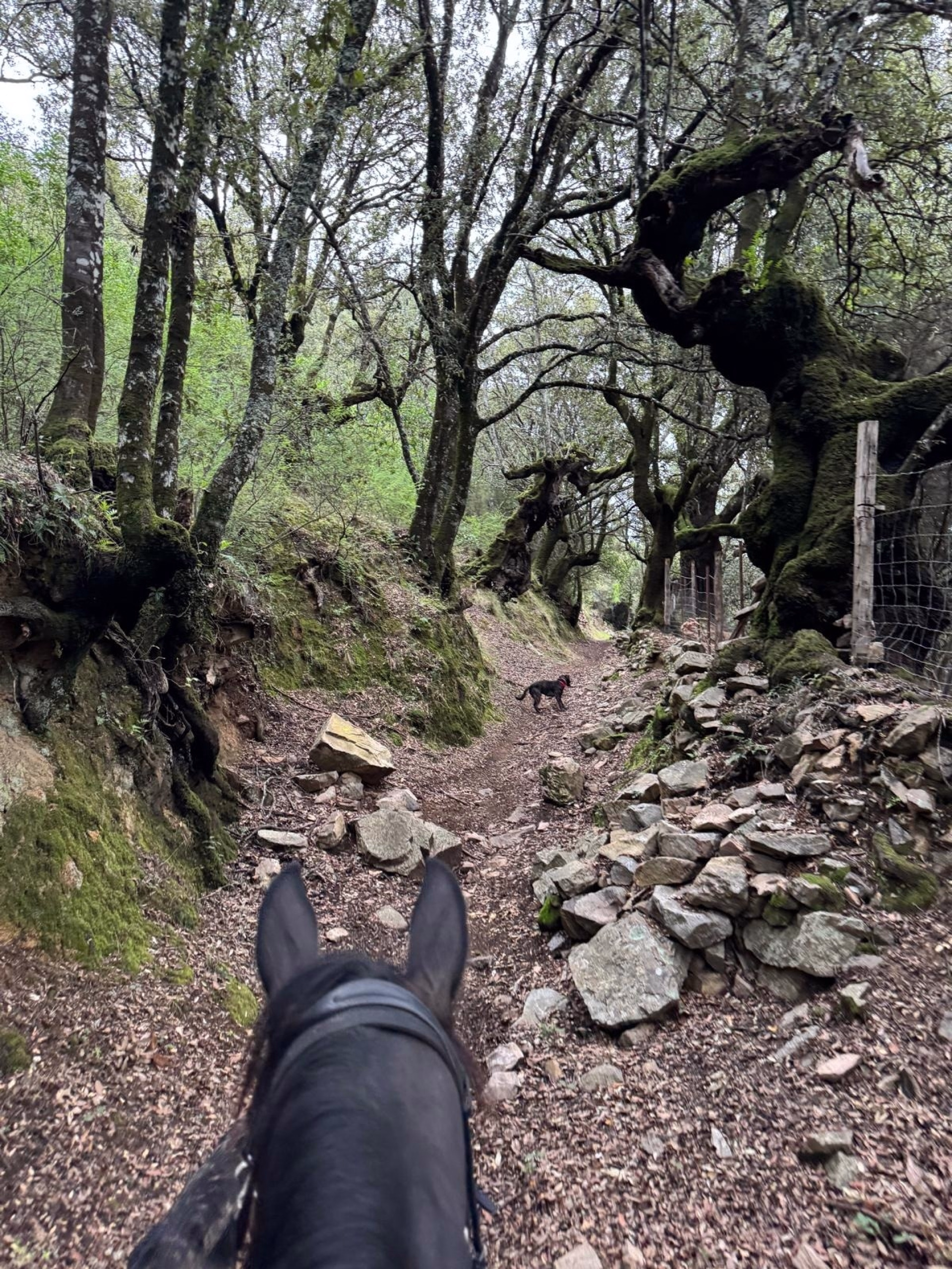 Randonnée équestre en Corse : des crêtes du Taravu au GR20