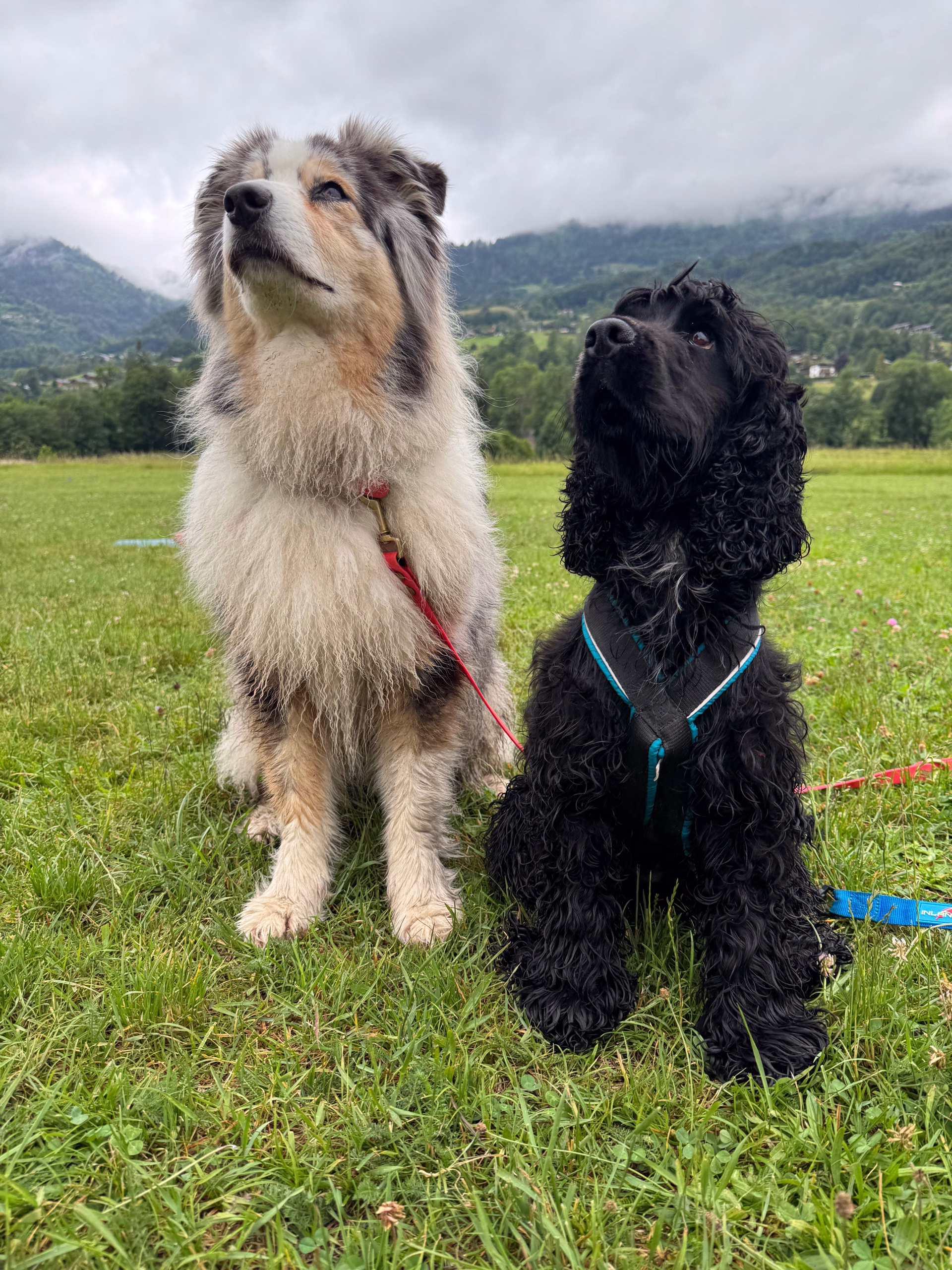 Séjour randonnée et doga en Haute-Savoie avec votre chien