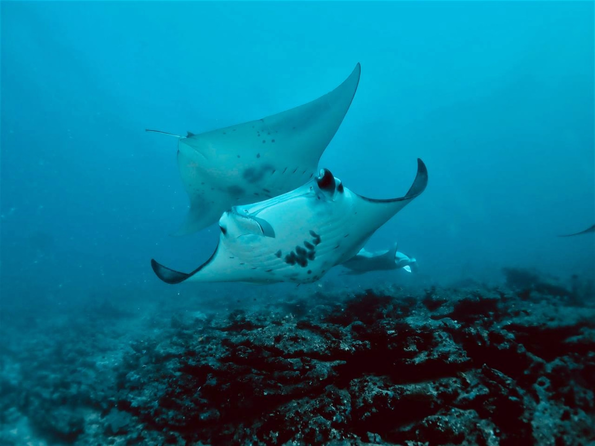 10 plongées aux Maldives sur l’île locale de Himmafushi
