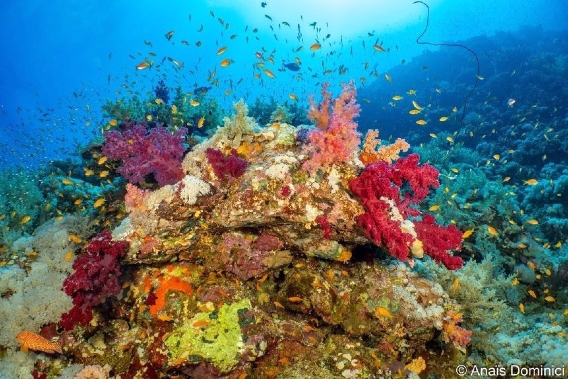 Initiation plongée et snorkeling à Safaga