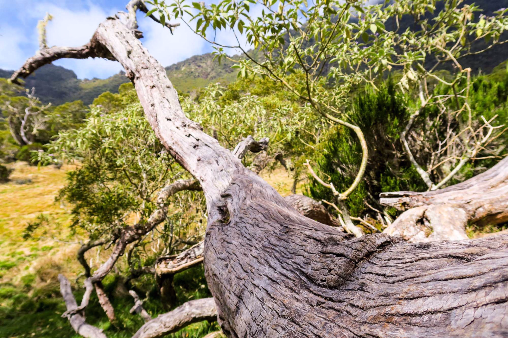 Excursion randonnée à La Réunion : La découverte du Haut Mafate