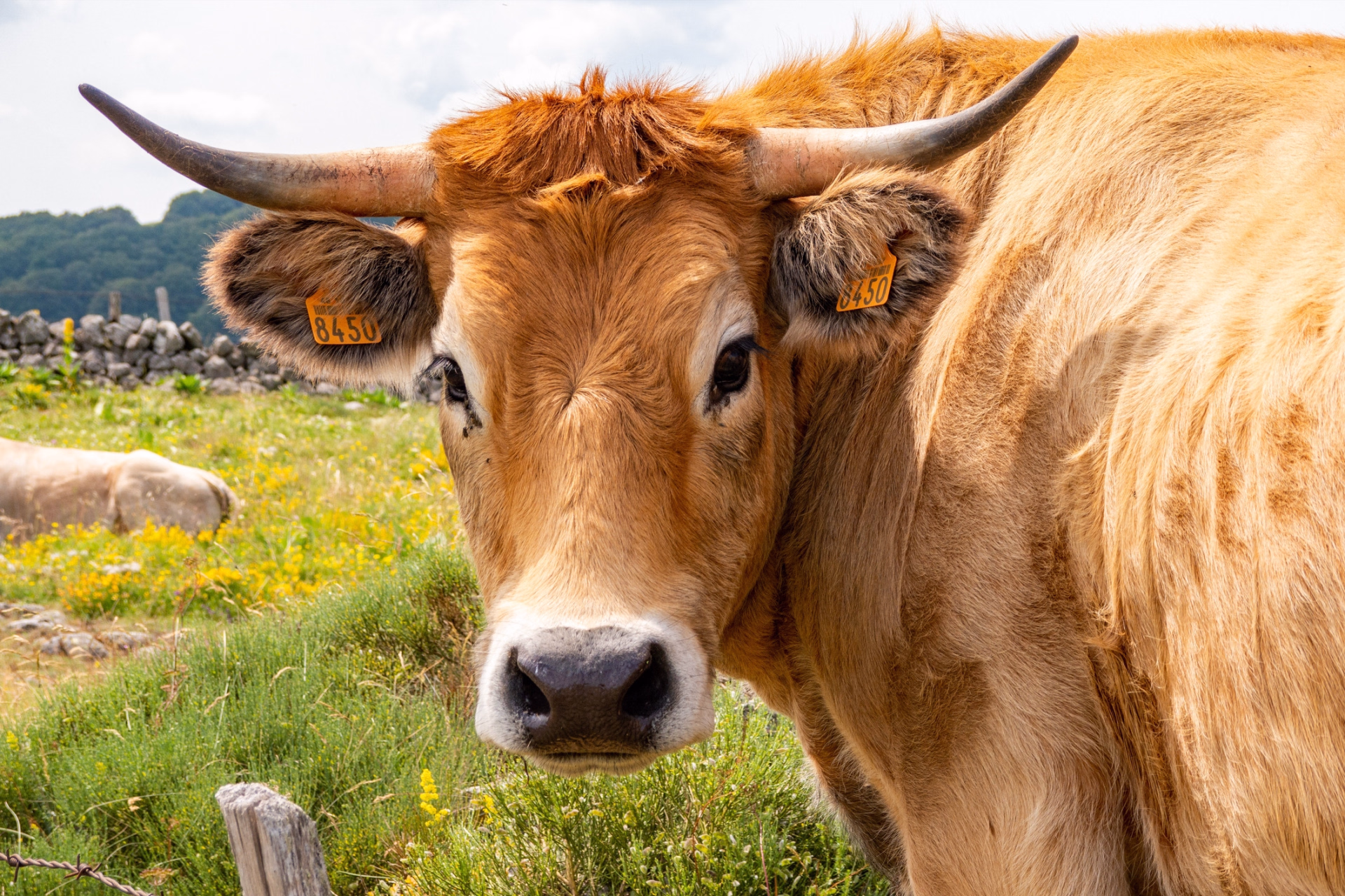 Du Puy-en-Velay à Aumont-Aubrac en randonnée