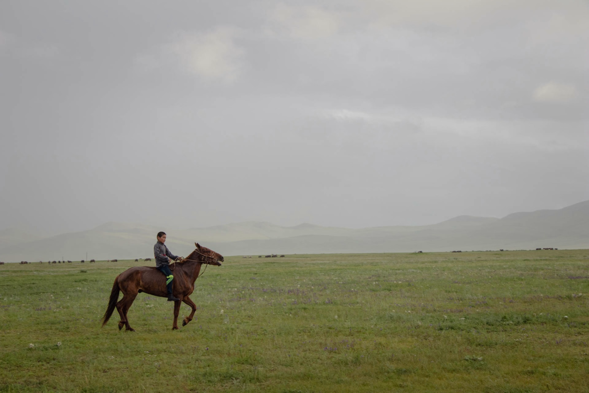 Mongolie, entre steppes et traditions