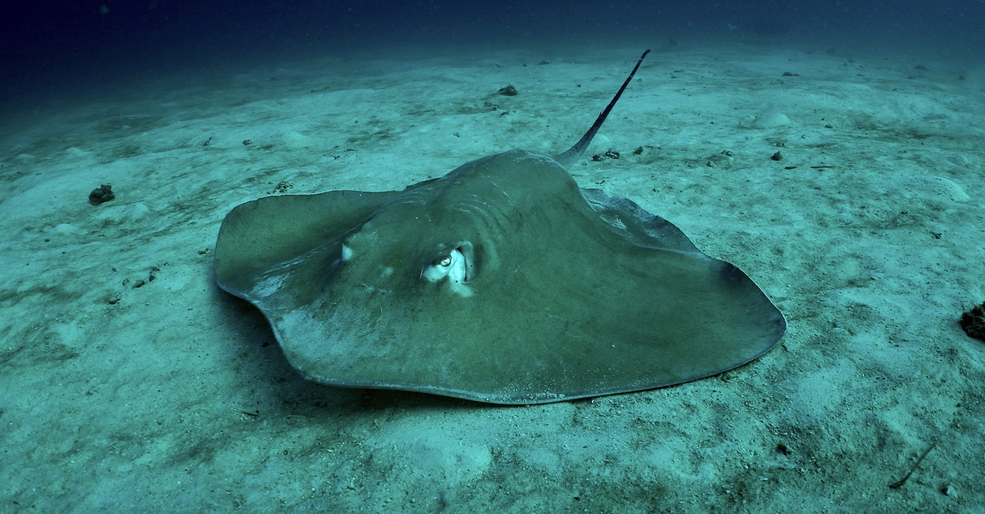 10 plongées aux Maldives sur l’île locale de Himmafushi