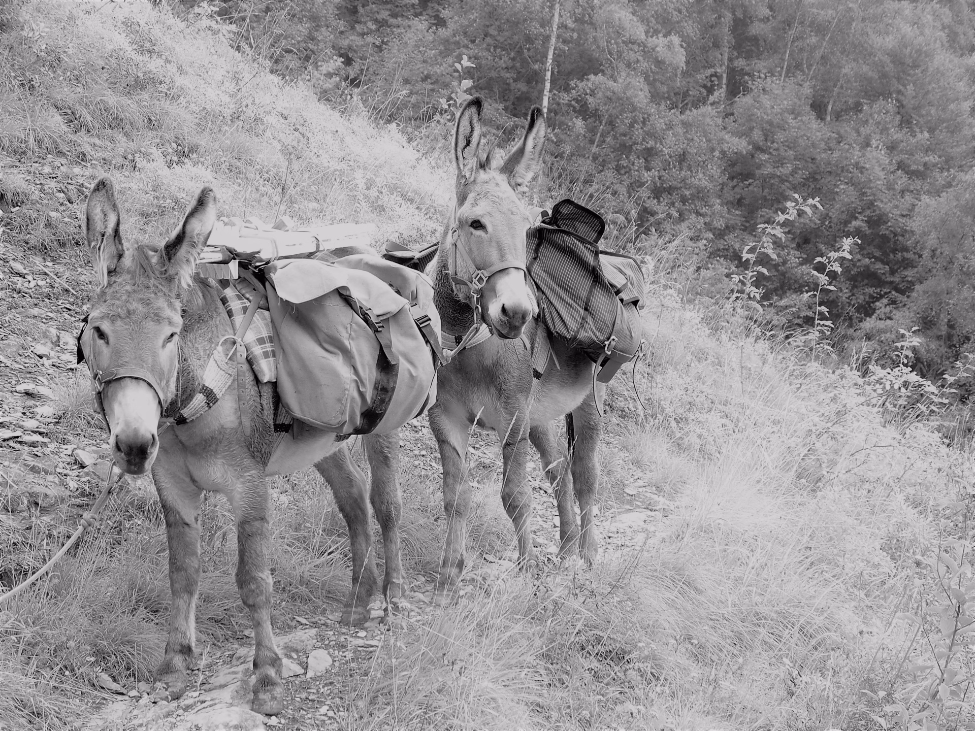 Randonnée en famille : le Tour du Charbon avec des ânes