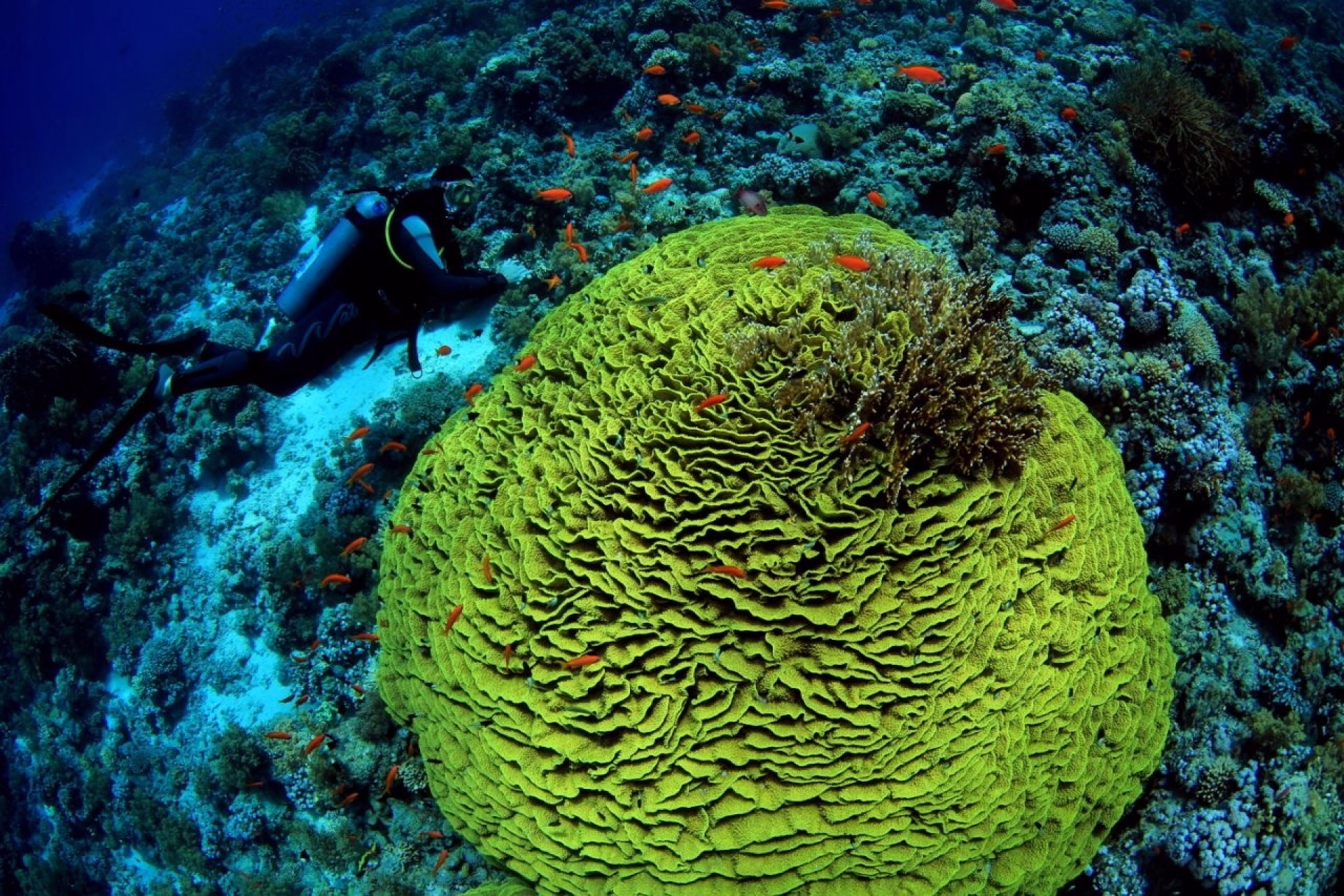 Séjour snorkeling en famille personnalisable à Sharm El-Cheikh