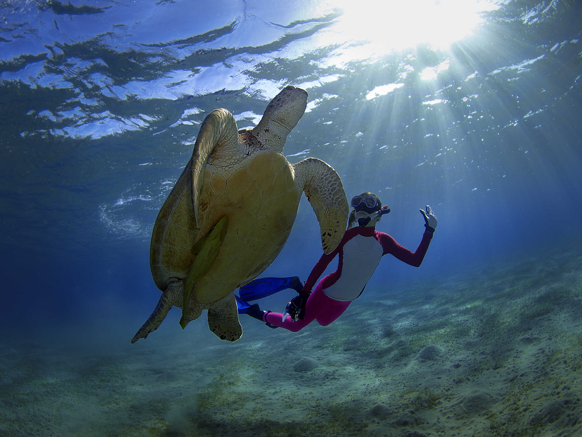 Rencontre avec une tortue verte en snorkeling