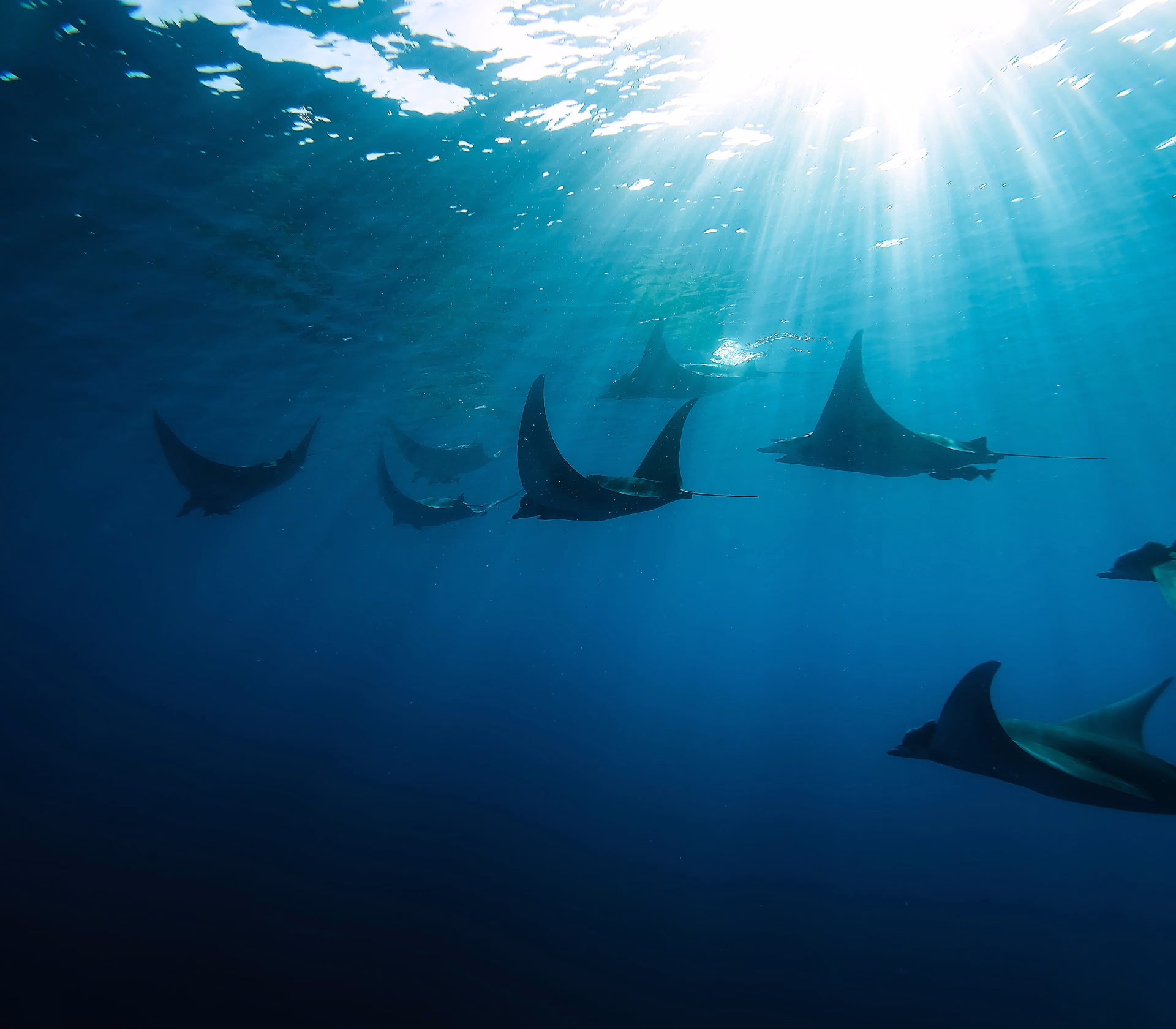 Plongée au large avec les raies mobulas et les requins peaux-bleues