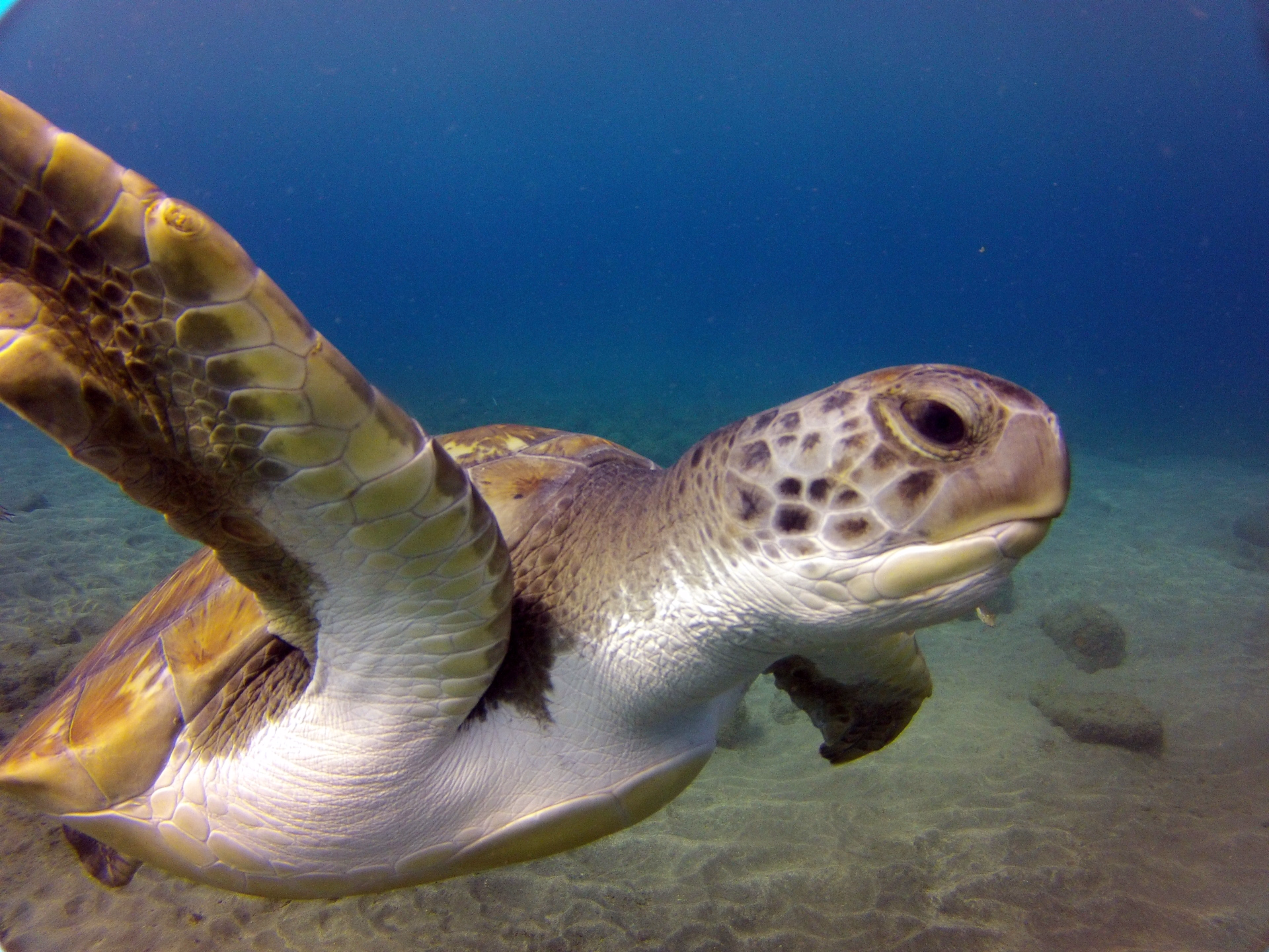 À la découverte de la faune marine de l'Atlantique à Tenerife