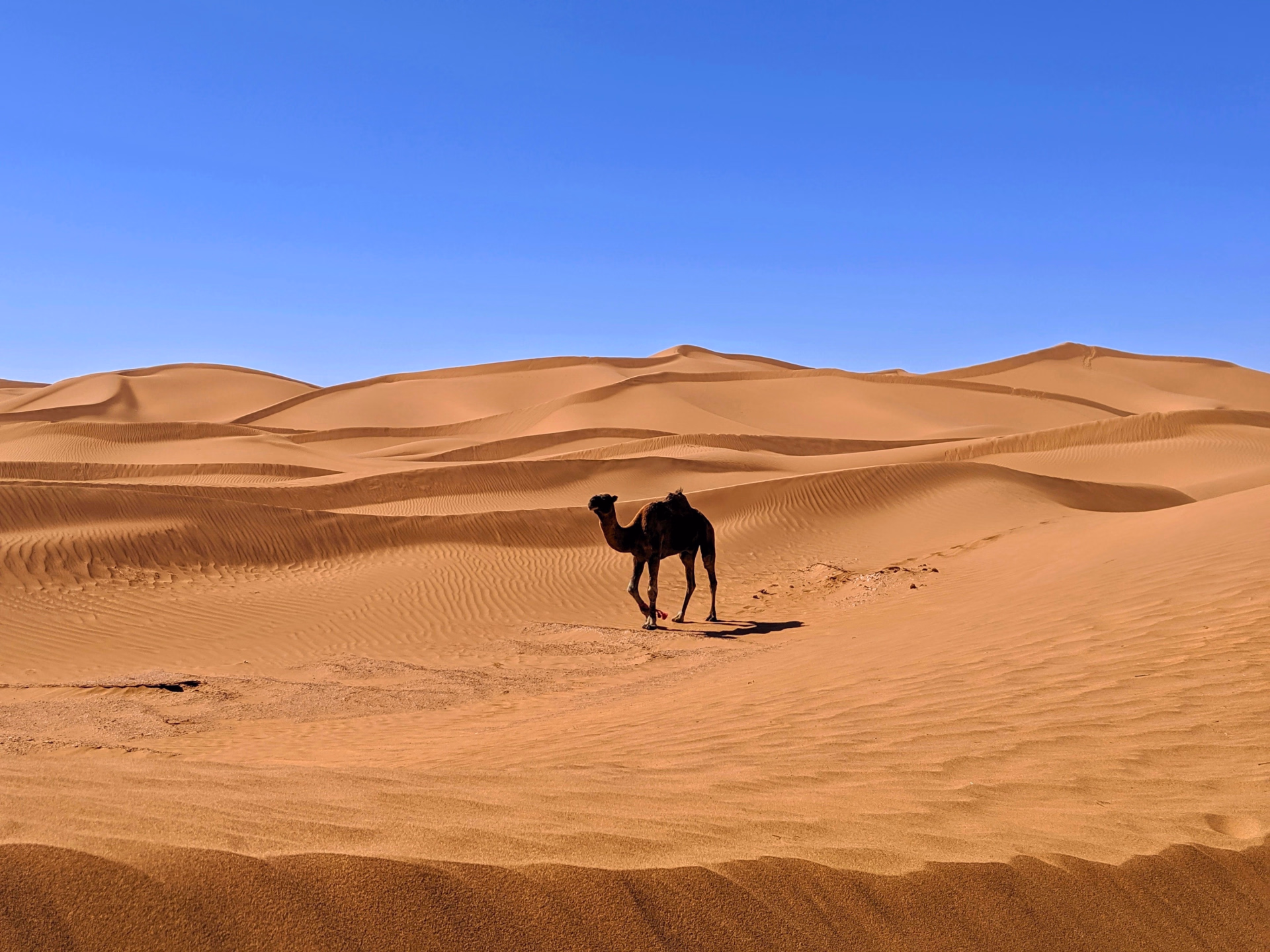Randonnée équestre dans le désert du Sahara