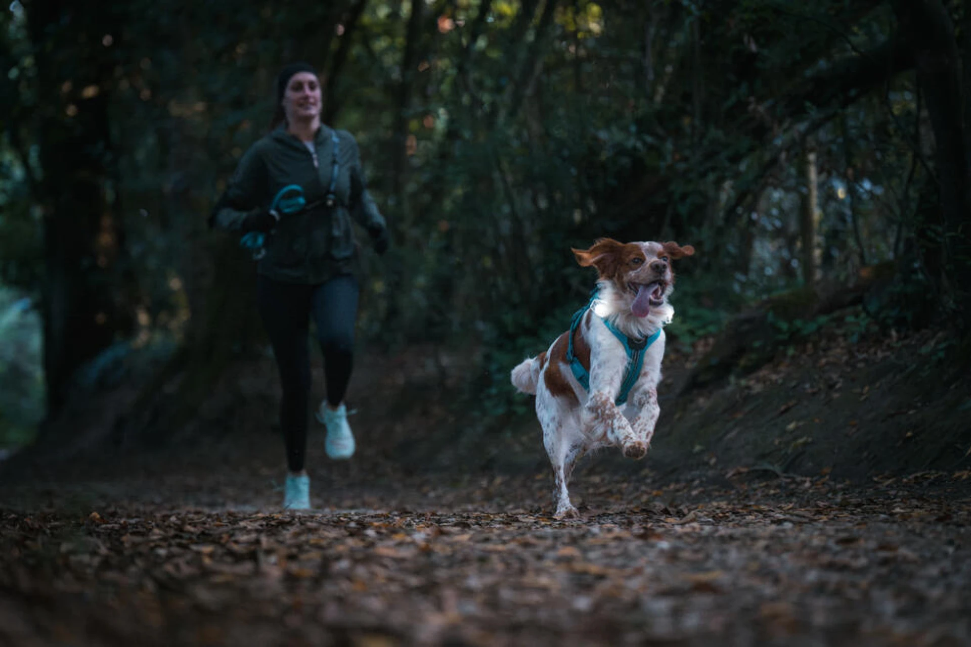 séjour avec son chien
