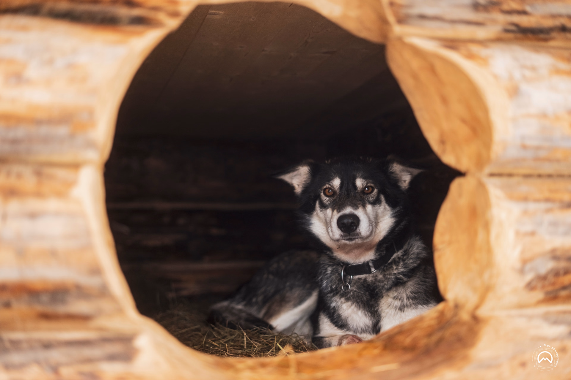 Apprentis Musher en Laponie suédoise