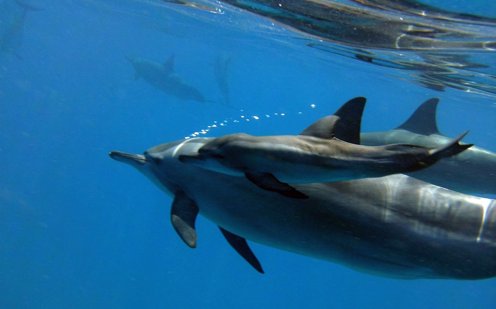 Plongée en mer Rouge entre récifs, minibus et bateaux