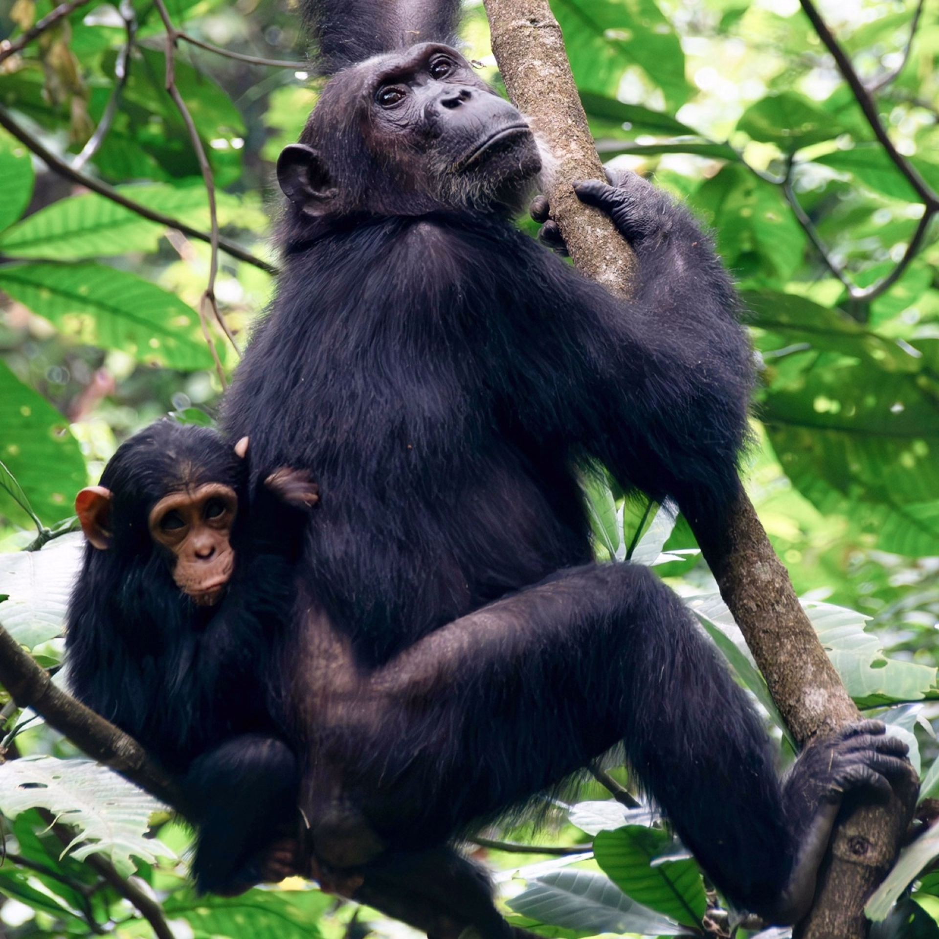 Rencontre avec les Chimpanzés et découverte du Lac Tanganyika