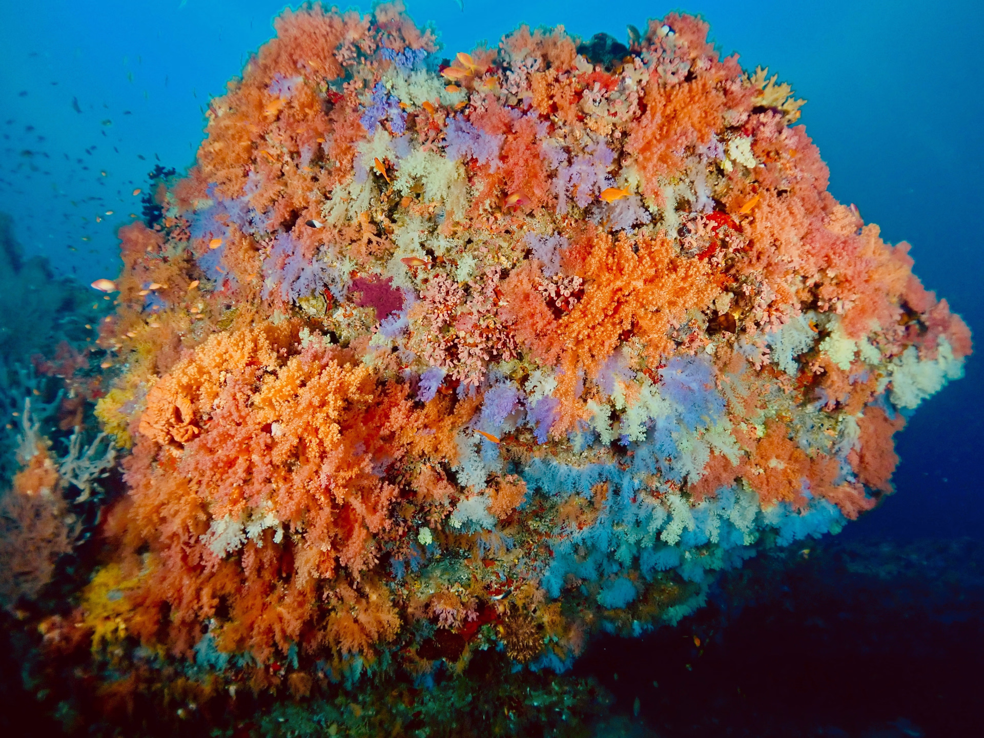 Passez votre PADI Open Water à Himmafushi aux Maldives