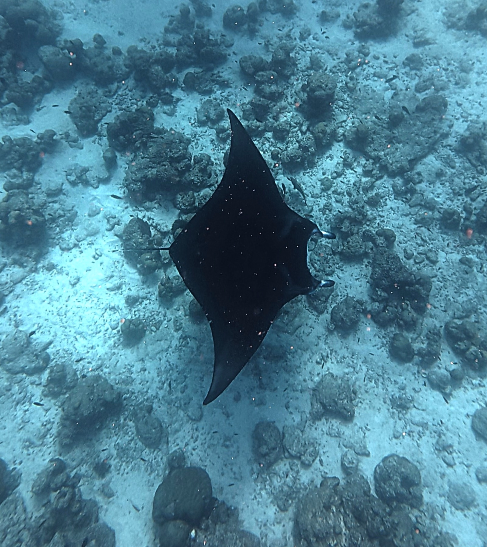 Semaine de plongée dans l'atoll d'Ari Sud sur une île locale aux Maldives