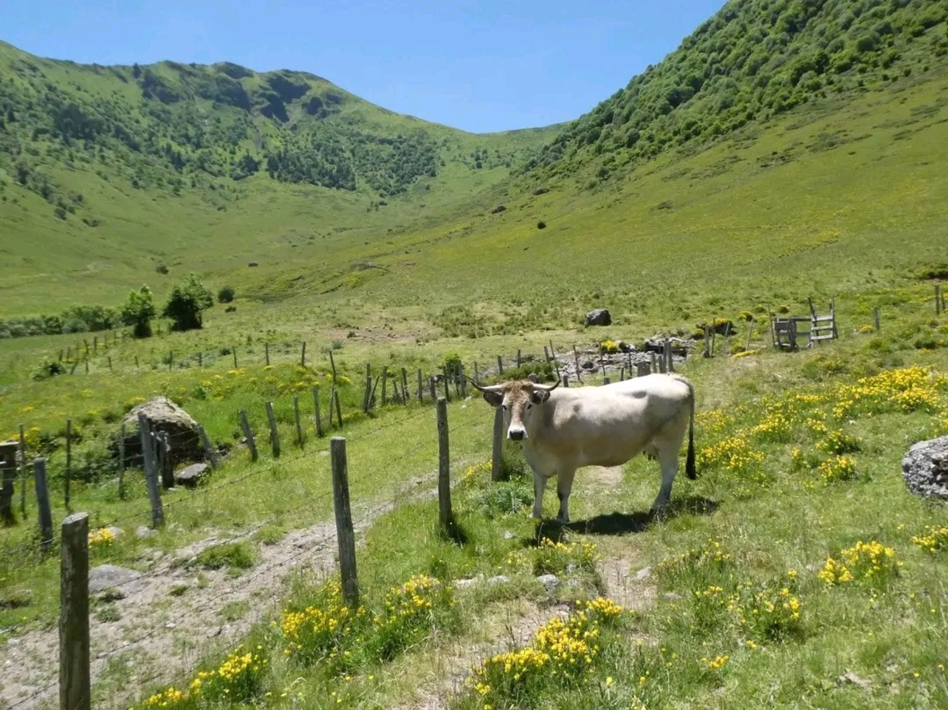 Randonnées pédestres sur le grand volcan du Cantal