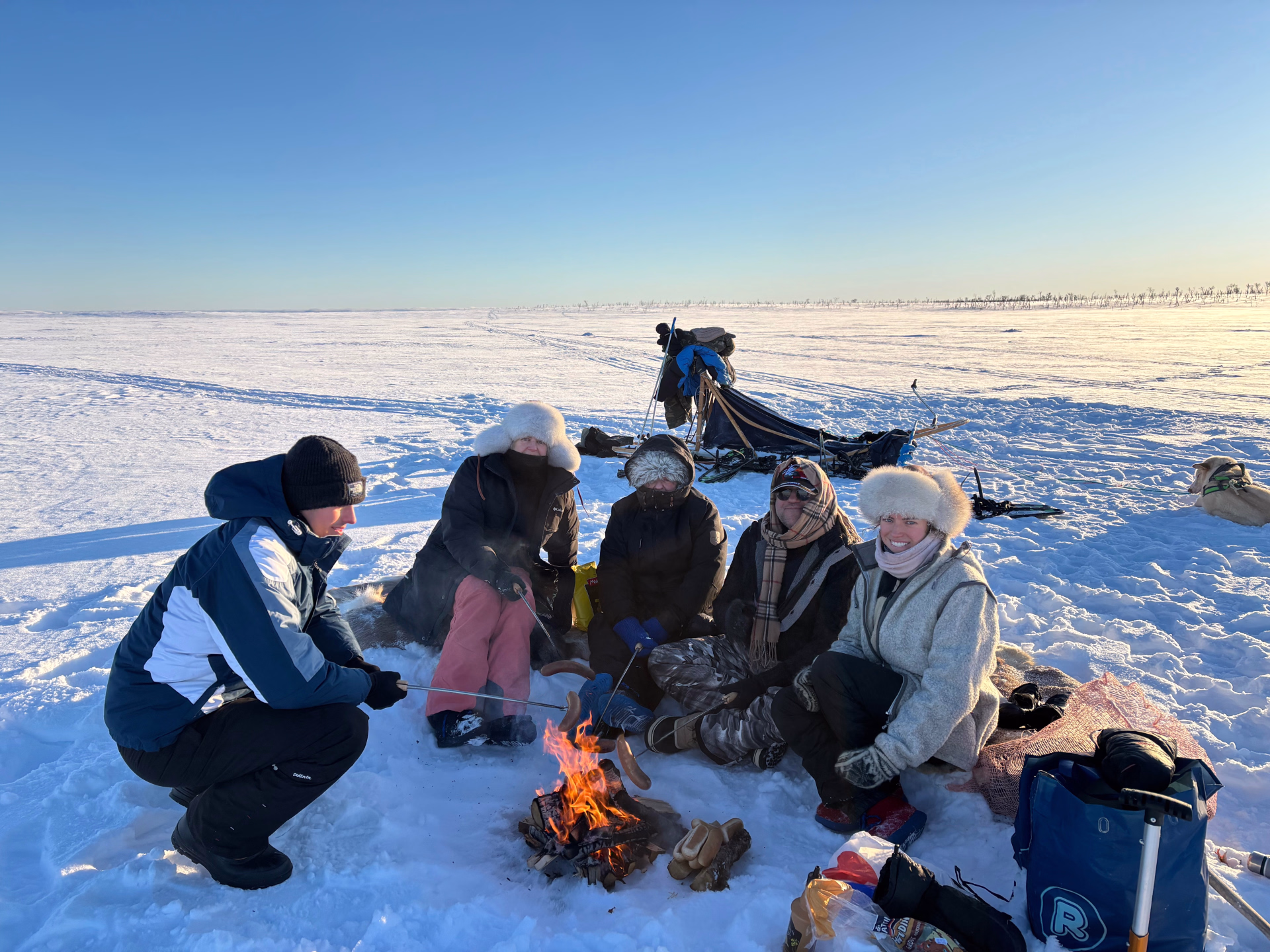 Expédition en terre arctique - chiens de traîneau et bivouac