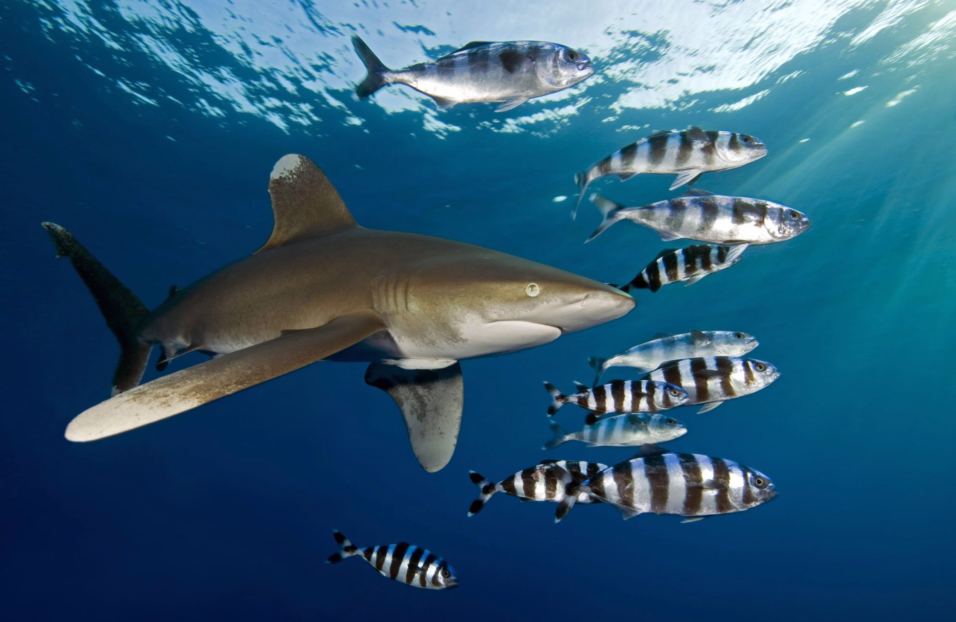 Des souvenirs pour la vie avec nos plongées avec les requins
