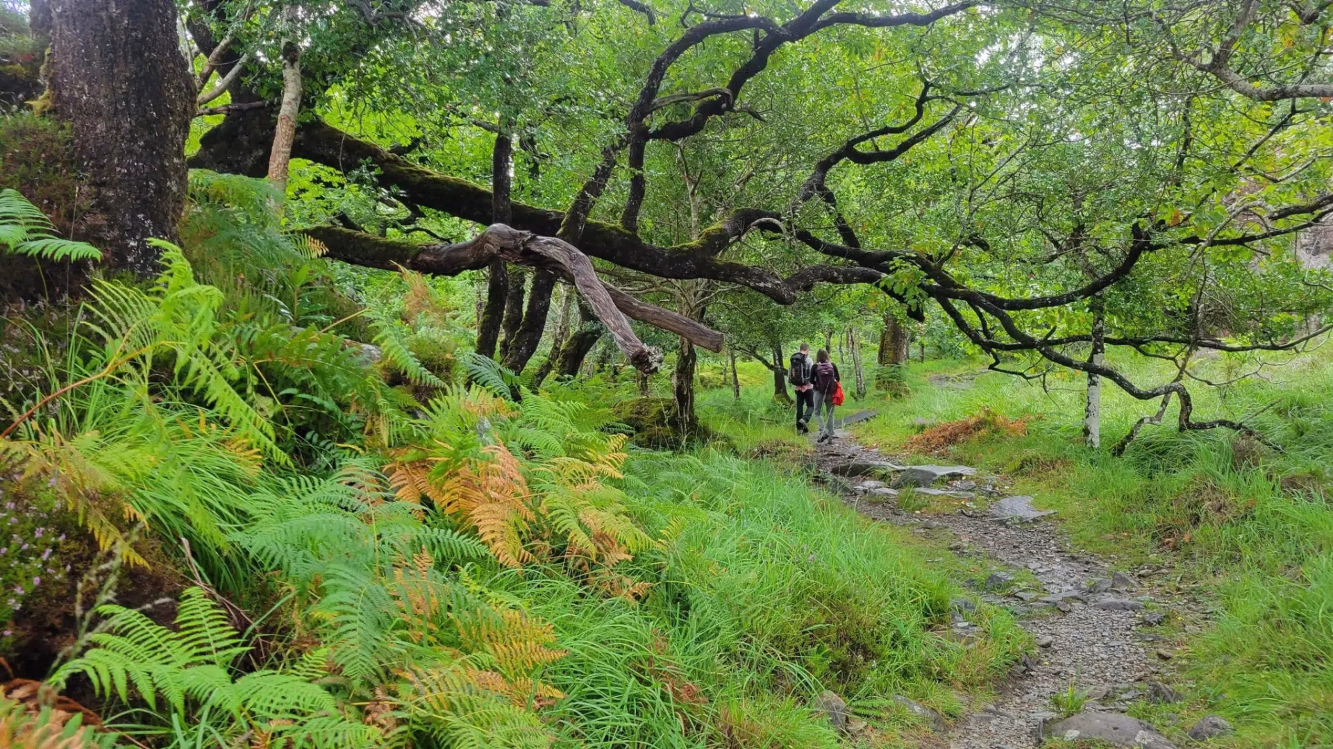Randonnée en liberté de 5 jours sur le Kerry Way