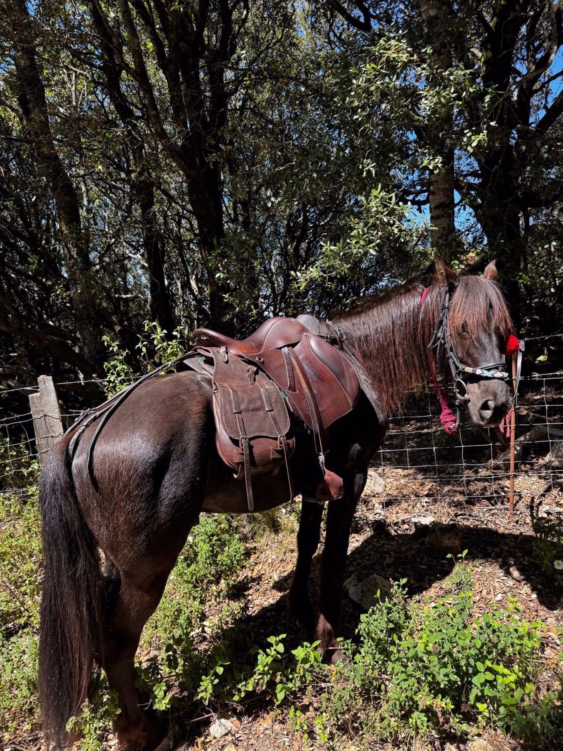 Randonnée équestre sur les chemins de transhumance en Corse
