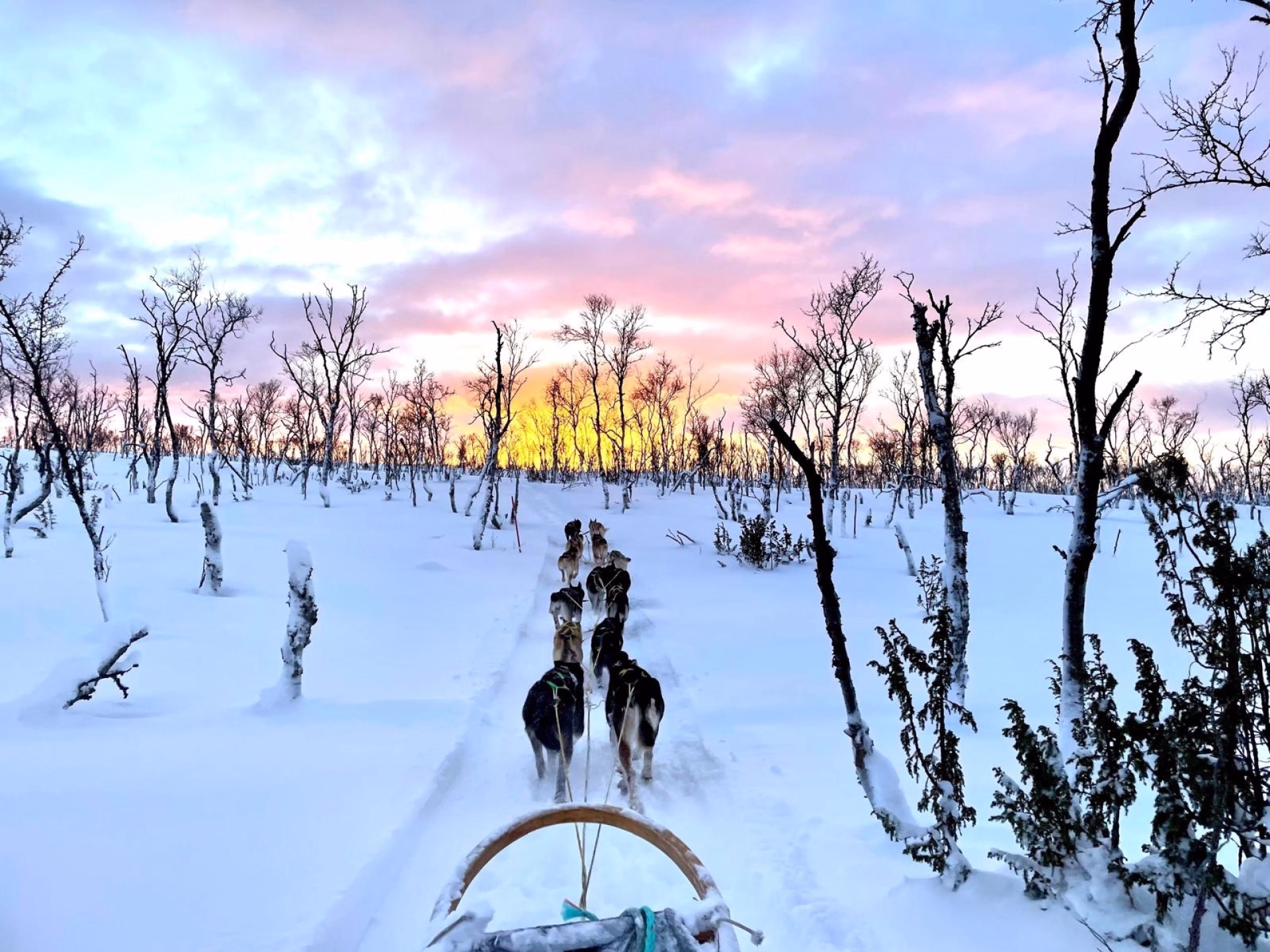 Expédition en terre arctique - chiens de traîneau et bivouac