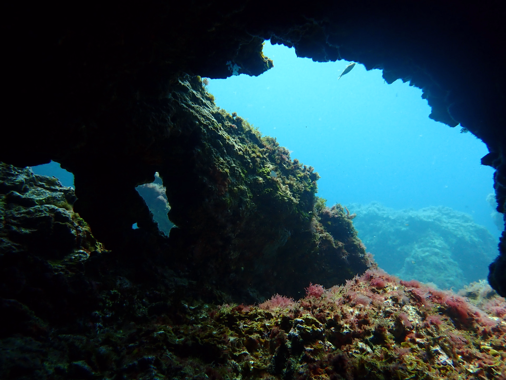 Les incontournables de Lanzarote : spécial plongeurs confirmés