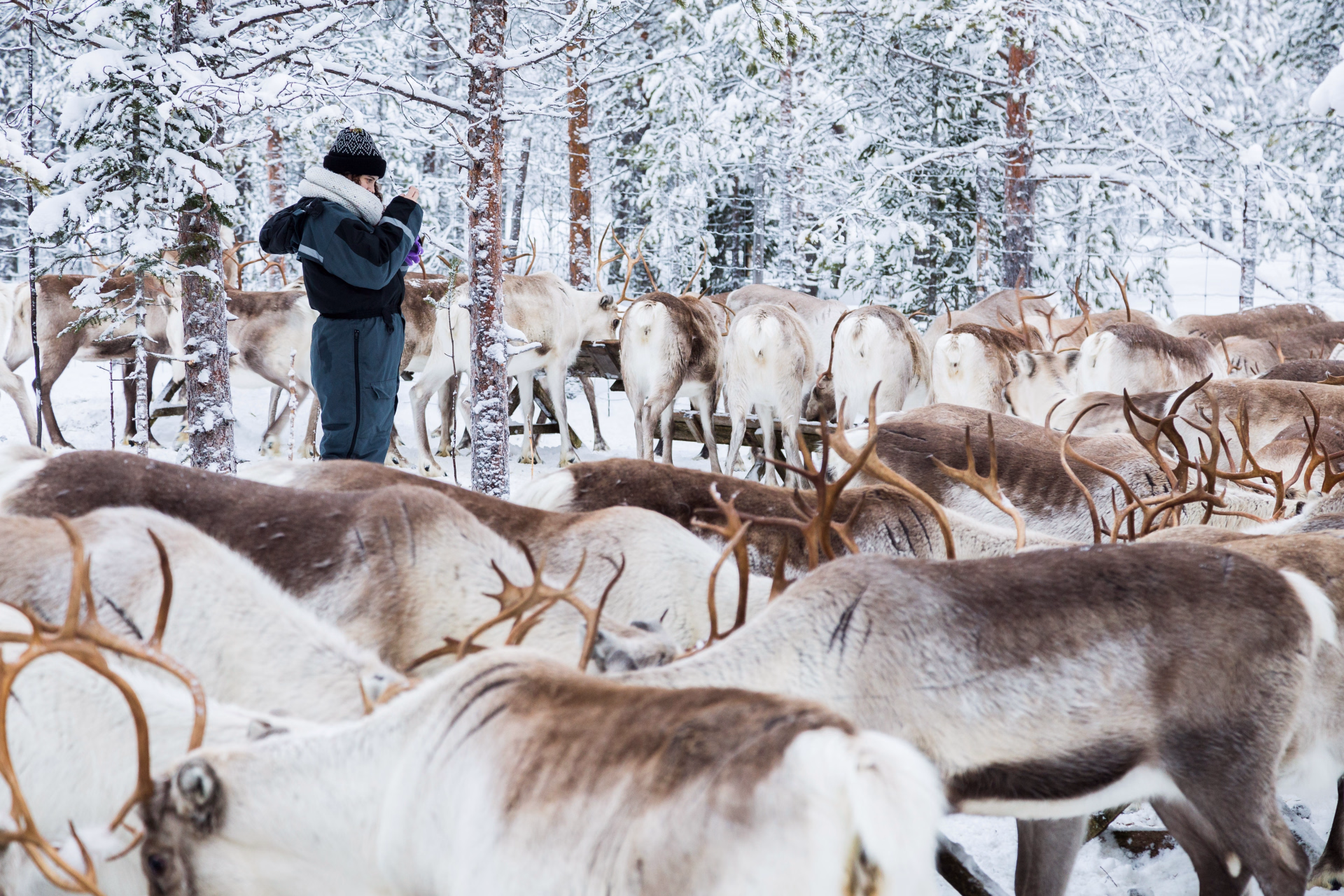 Aventures hivernales et magie de Noël en Laponie finlandaise