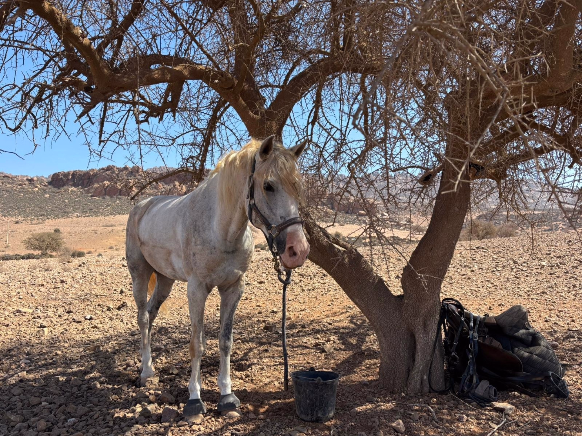 Le Grand Sud Marocain à Cheval : sur les Traces des Nomades Berbères