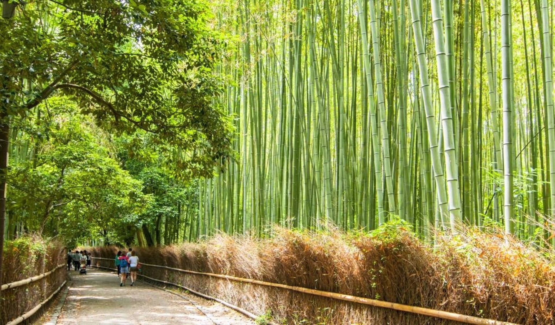Le Japon à vélo