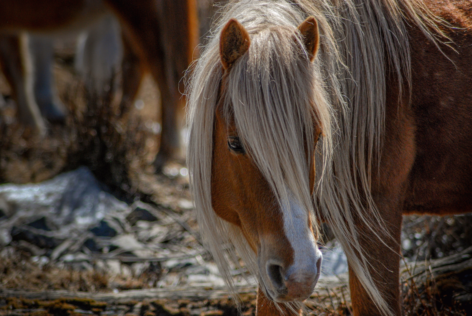 À cheval en Mongolie sur les terres sacrées du chamanisme