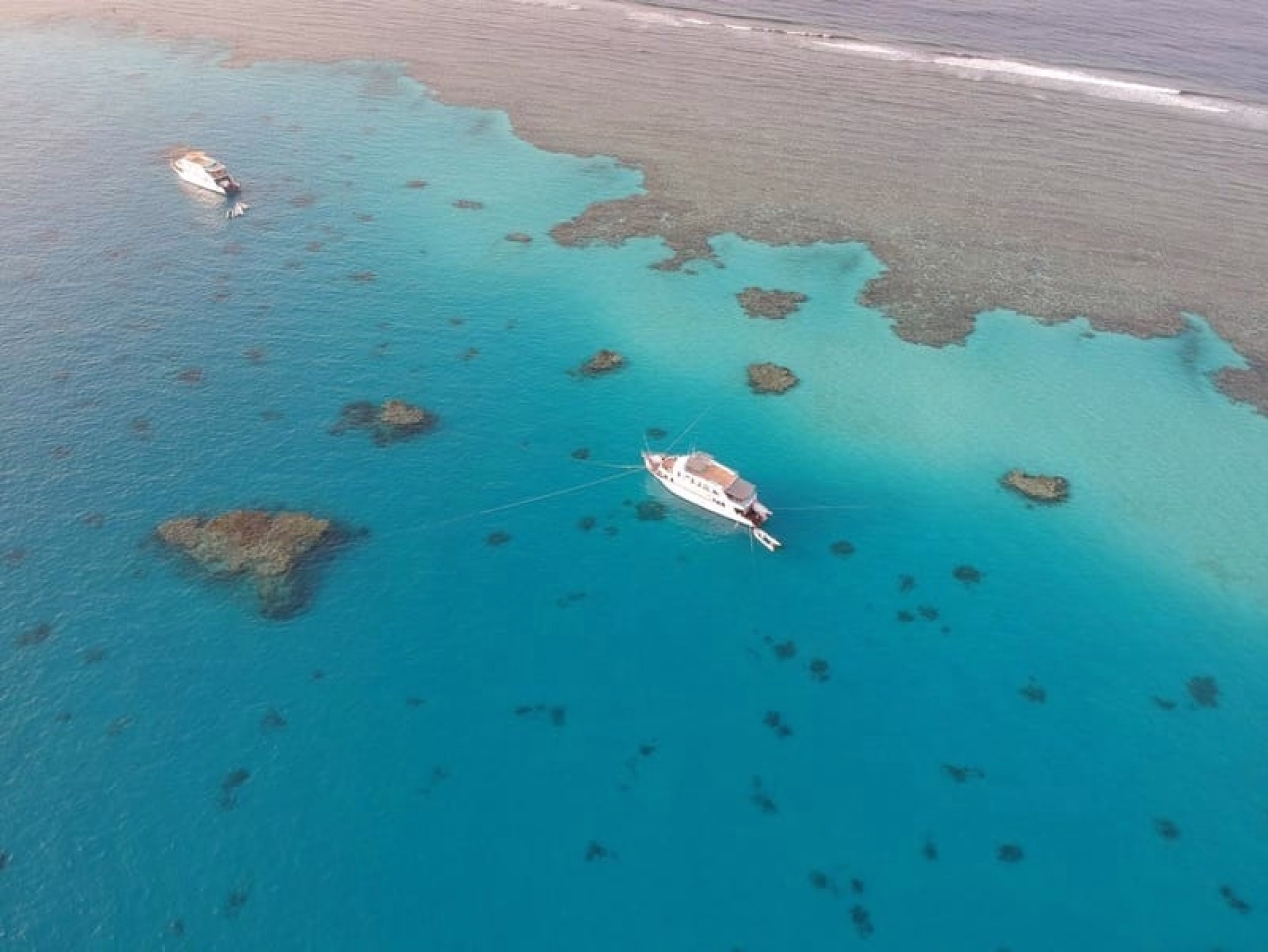 Croisière dauphins & récifs au cœur de la Mer Rouge