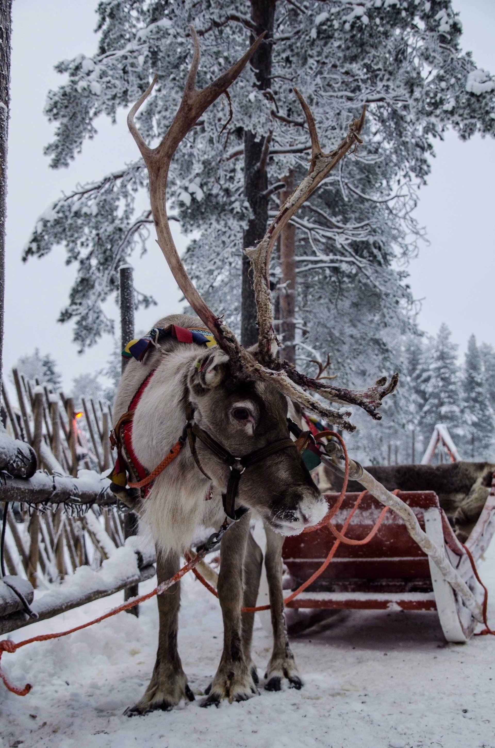 Séjour intimiste en immersion au coeur de la Laponie Finlandaise