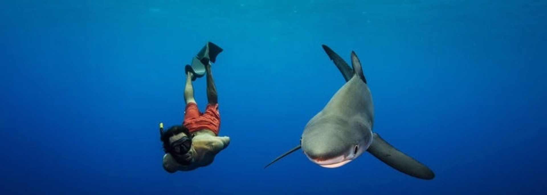 Plongée pélagique et requins bleus aux Açores