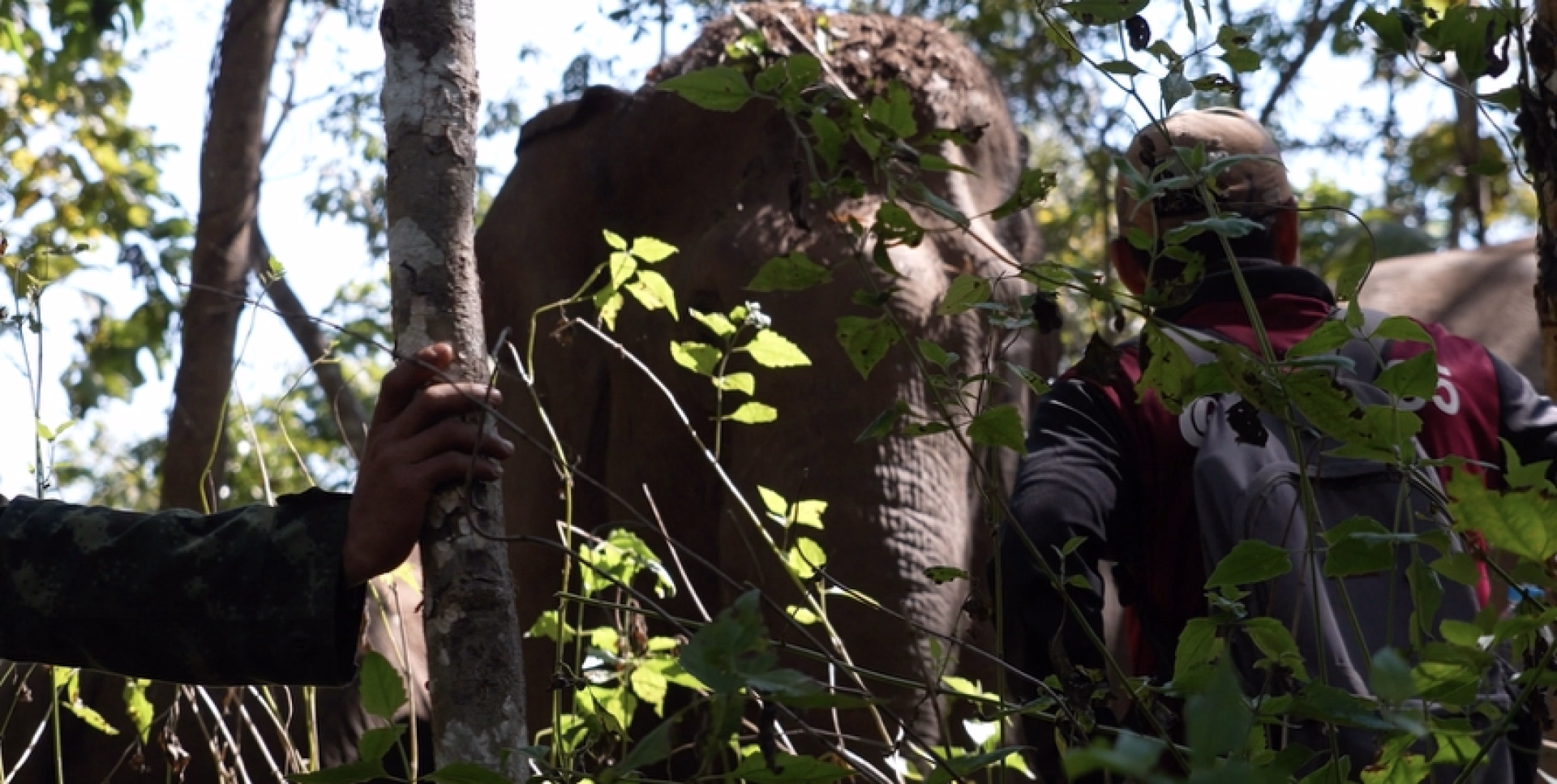 Trek, cascades et éléphants sauvages au cœur de la Thaïlande