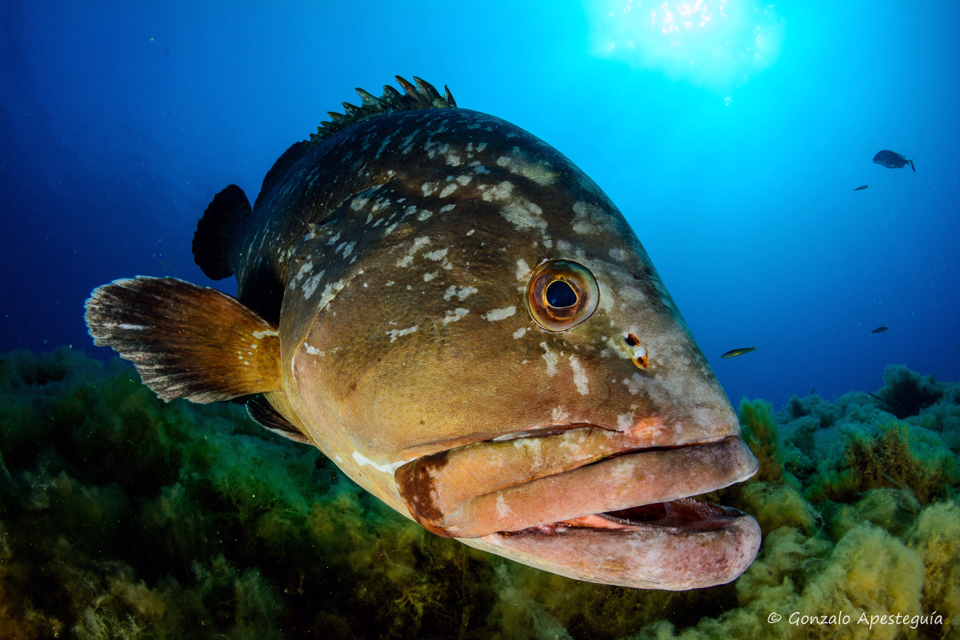 10 plongées dans la Réserve Marine de Minorque
