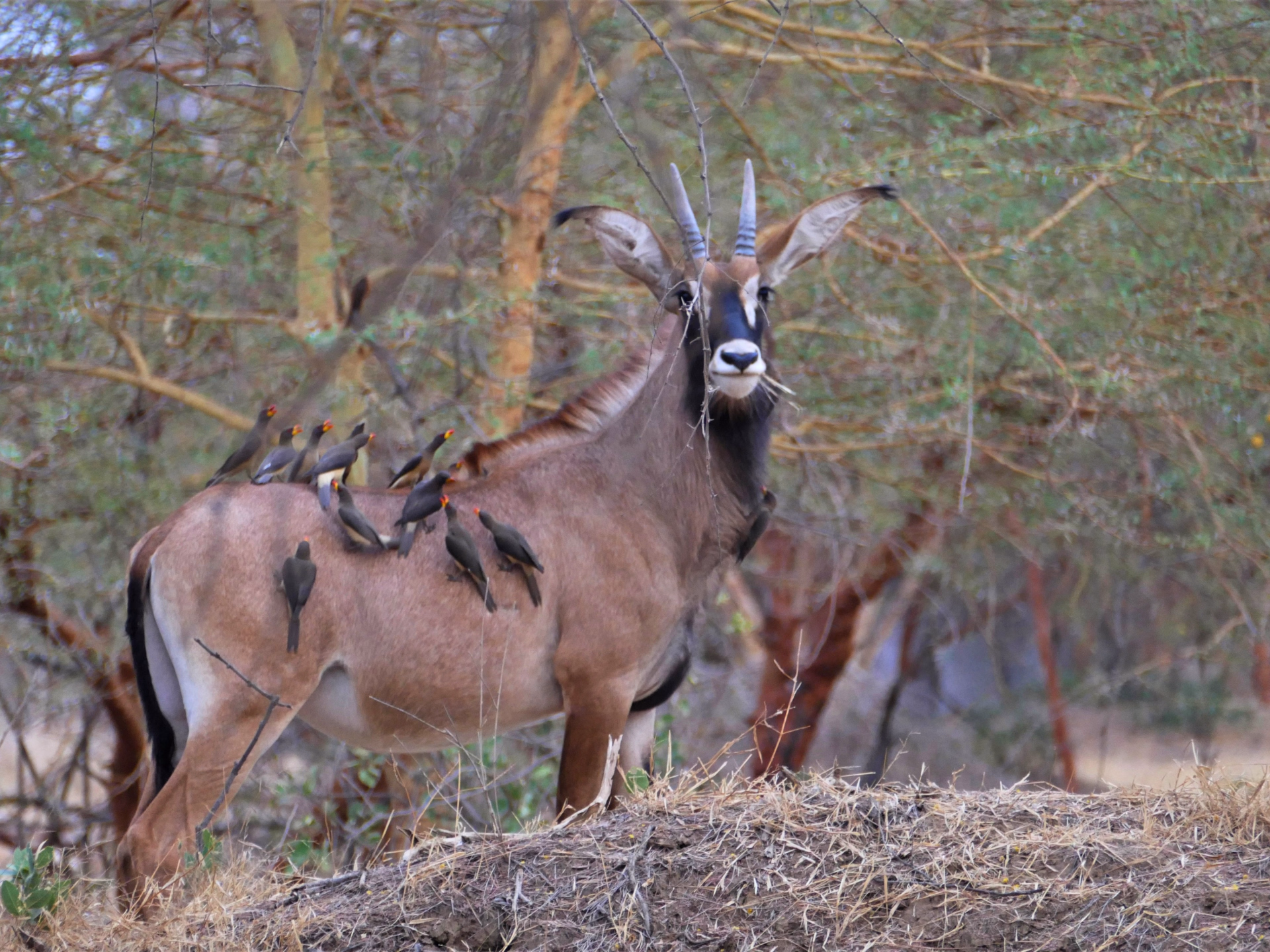 Safari à cheval dans le Sine Saloum au Sénégal
