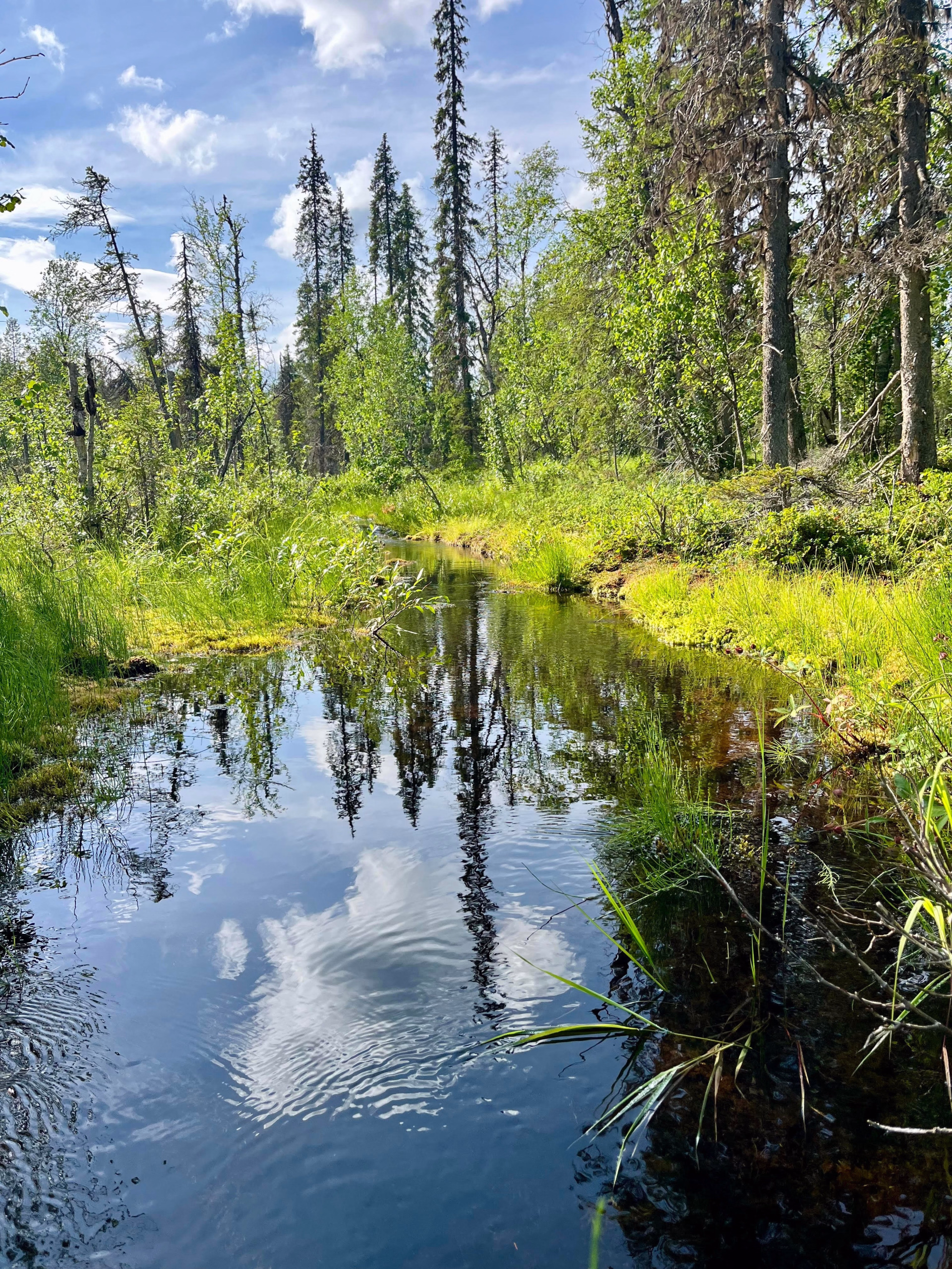 Immersion sauvage en Laponie au Muddus national Park