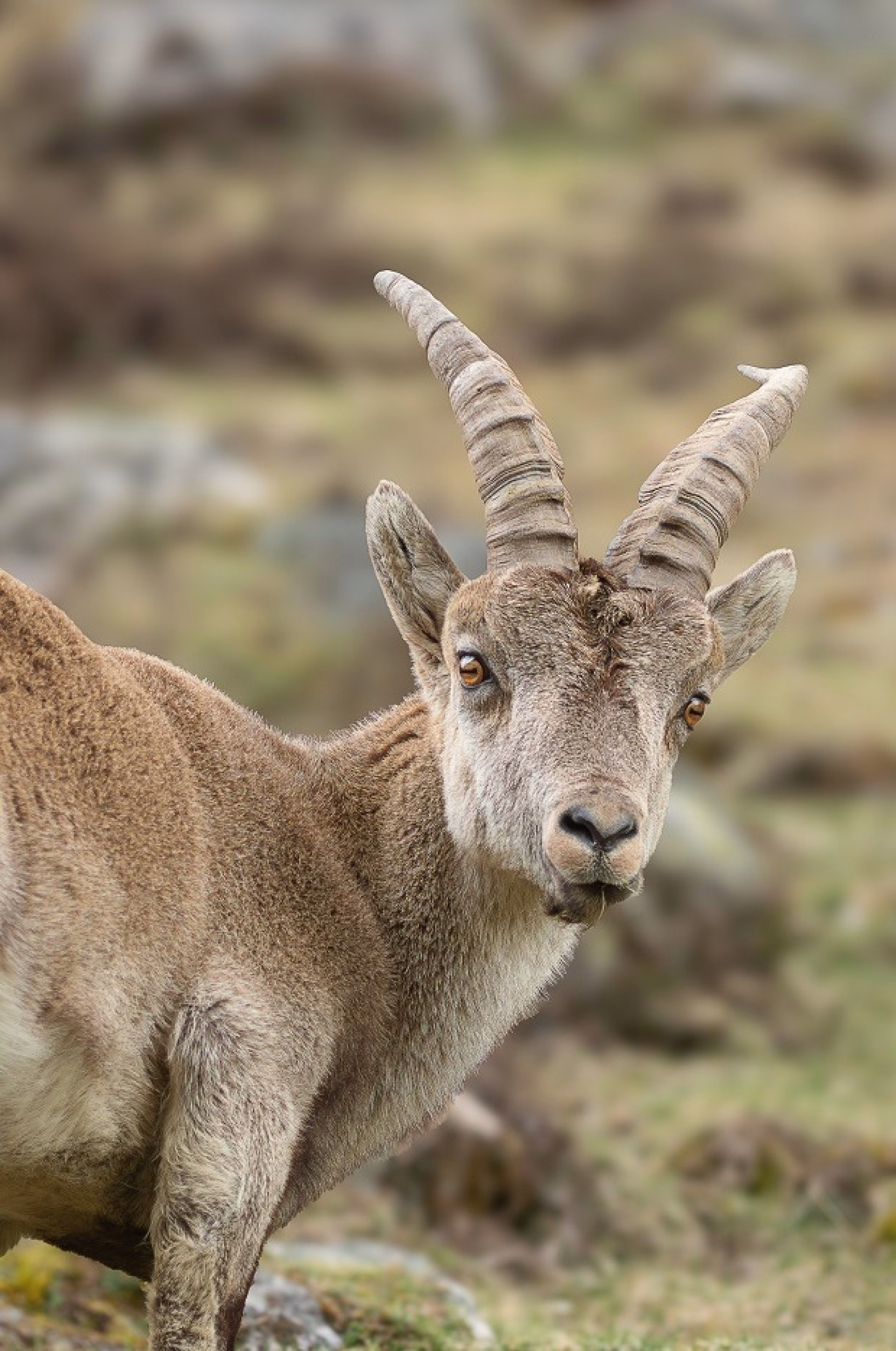 Mon premier refuge dans les Pyrénées - Aventure pyrénéenne en famille