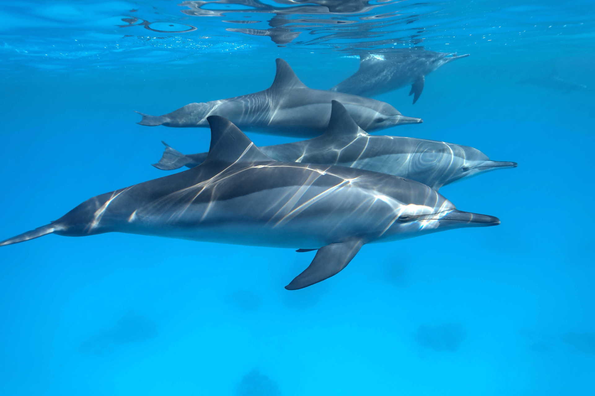 Croisière plongée famille au départ de Safaga