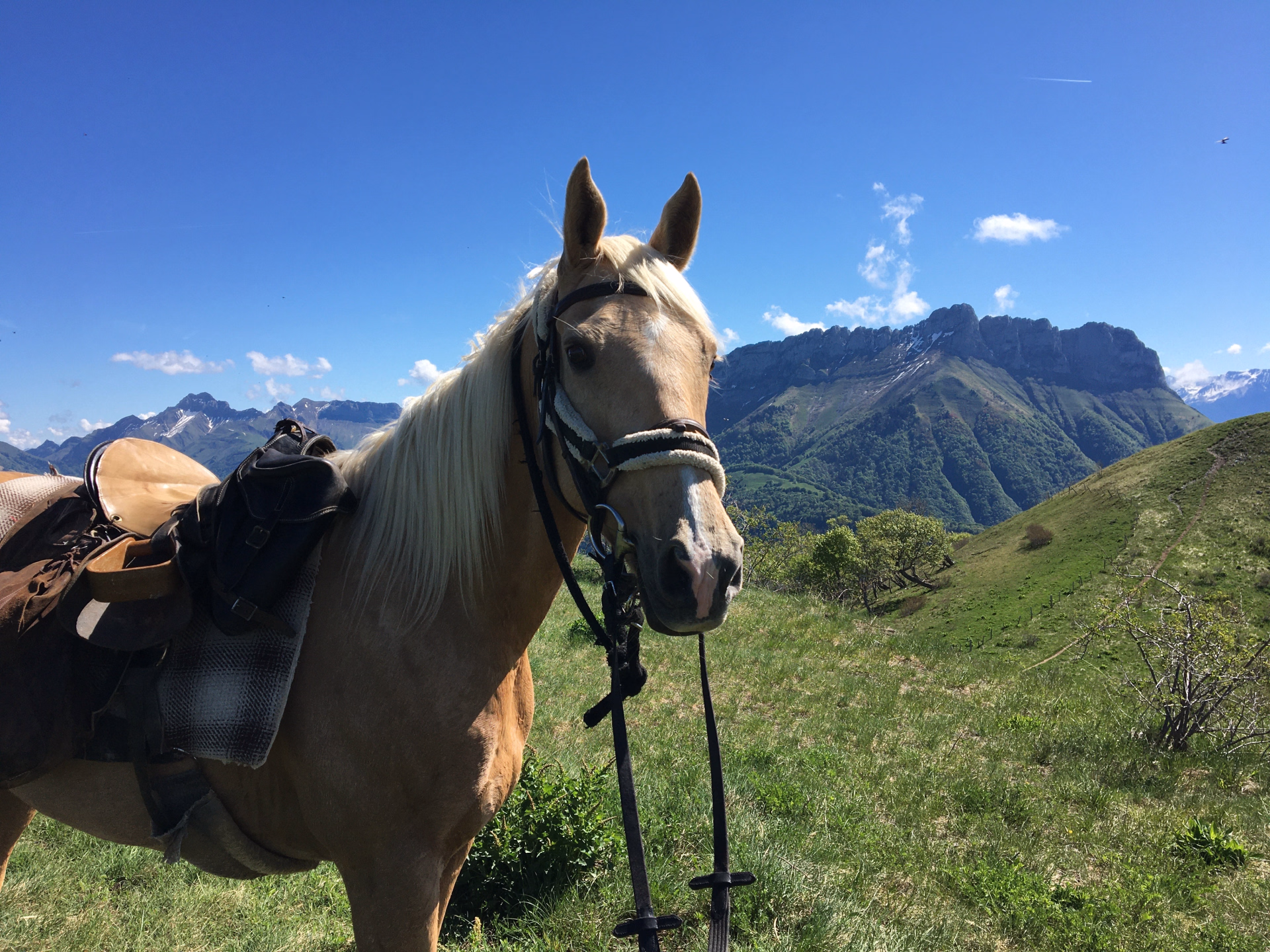 Randonnée à cheval entre forêts et montagnes dans le Massif des Bauges