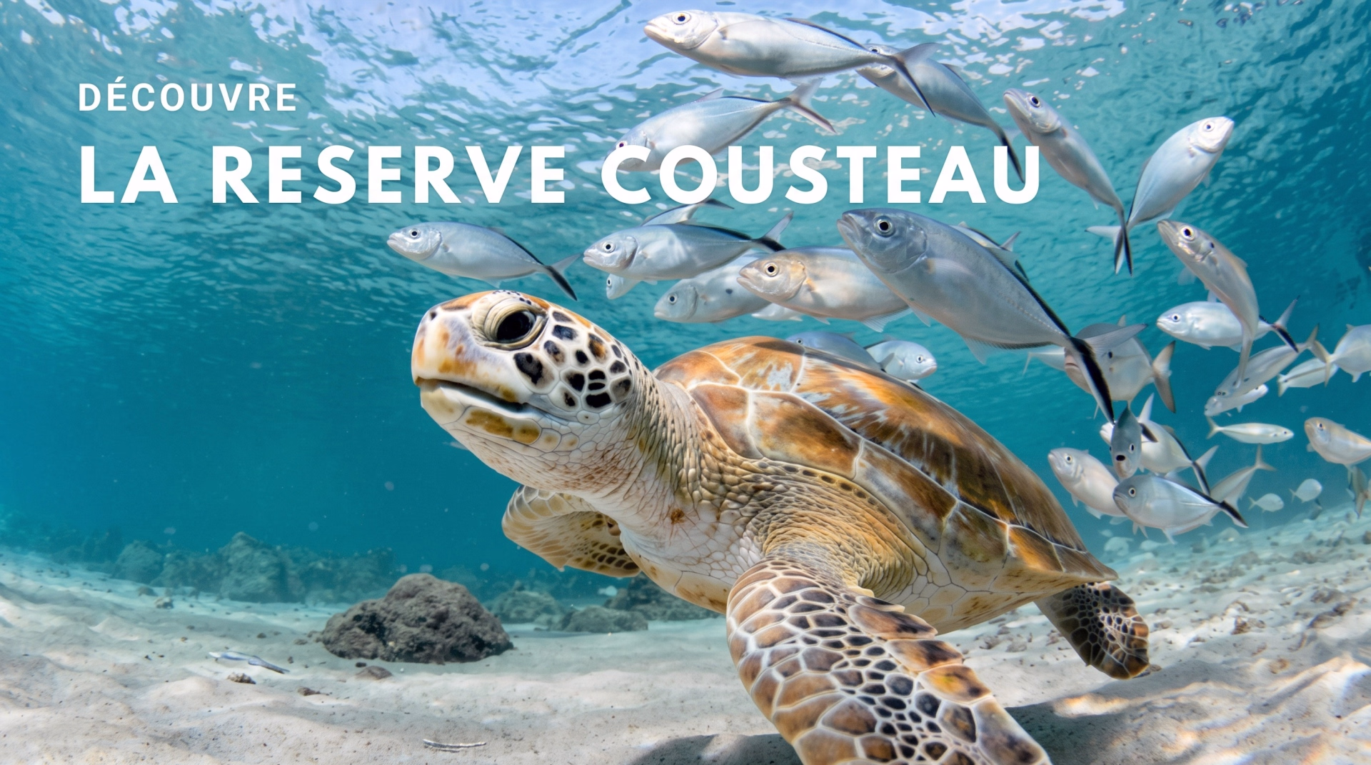 Stage de voile croisière en Guadeloupe