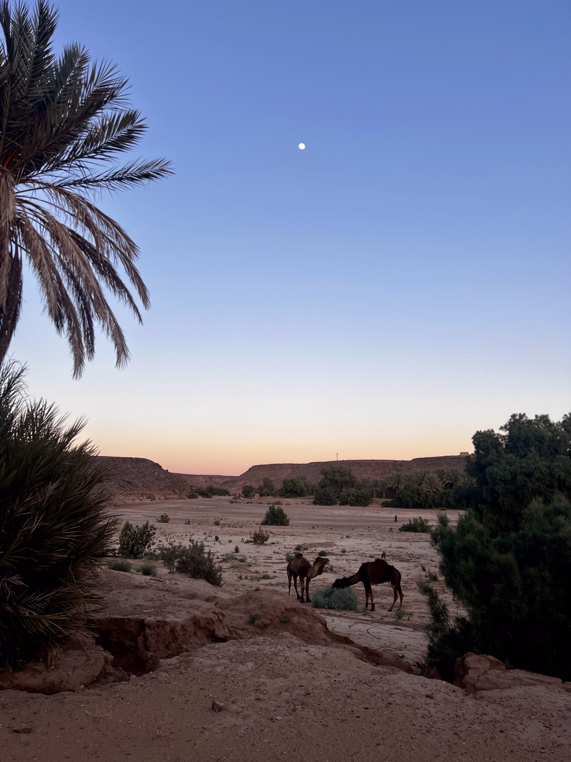 Trek entre oasis, dunes et jbel de Tazzarine