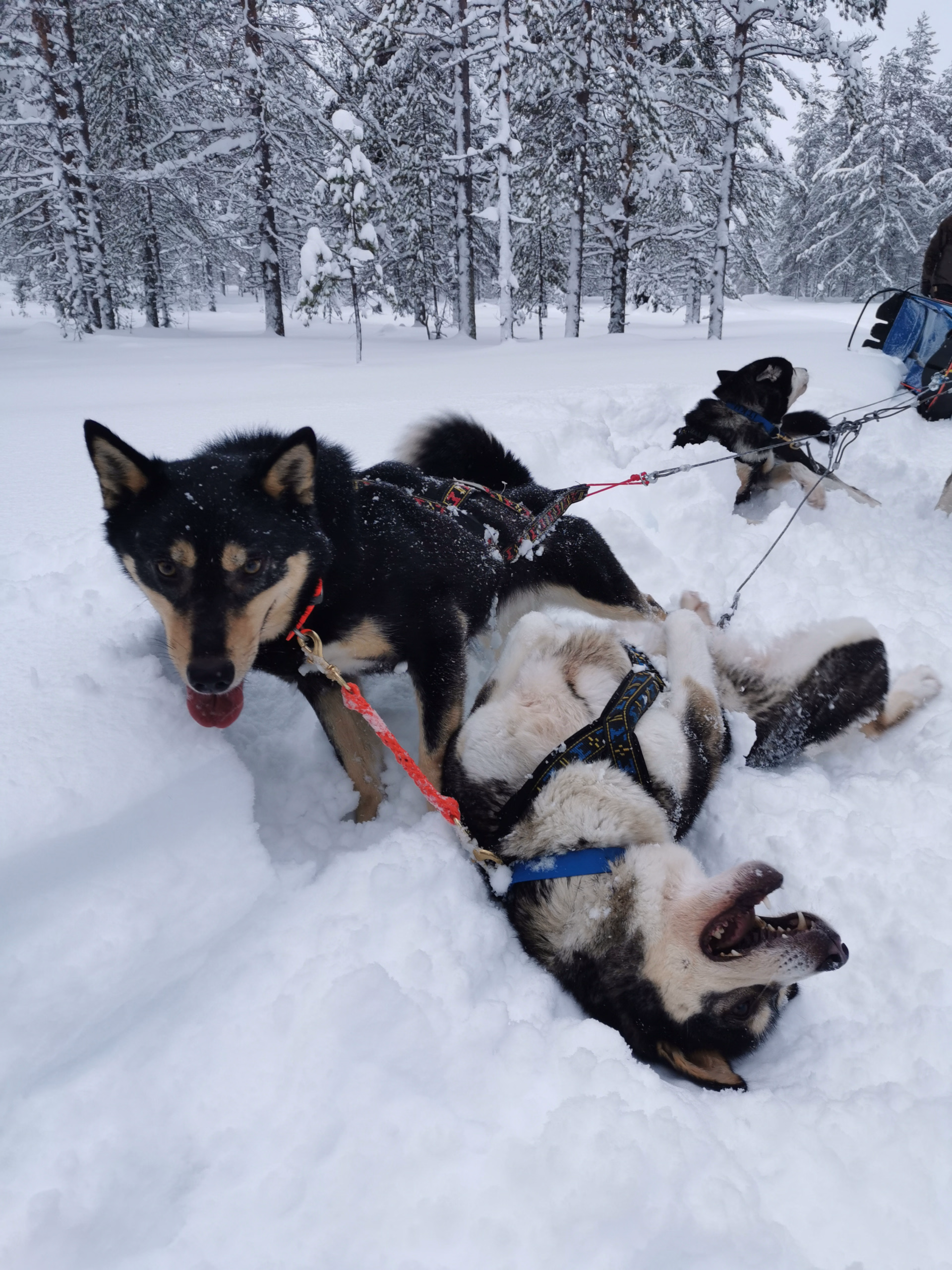 Chien de traineau en Finlande