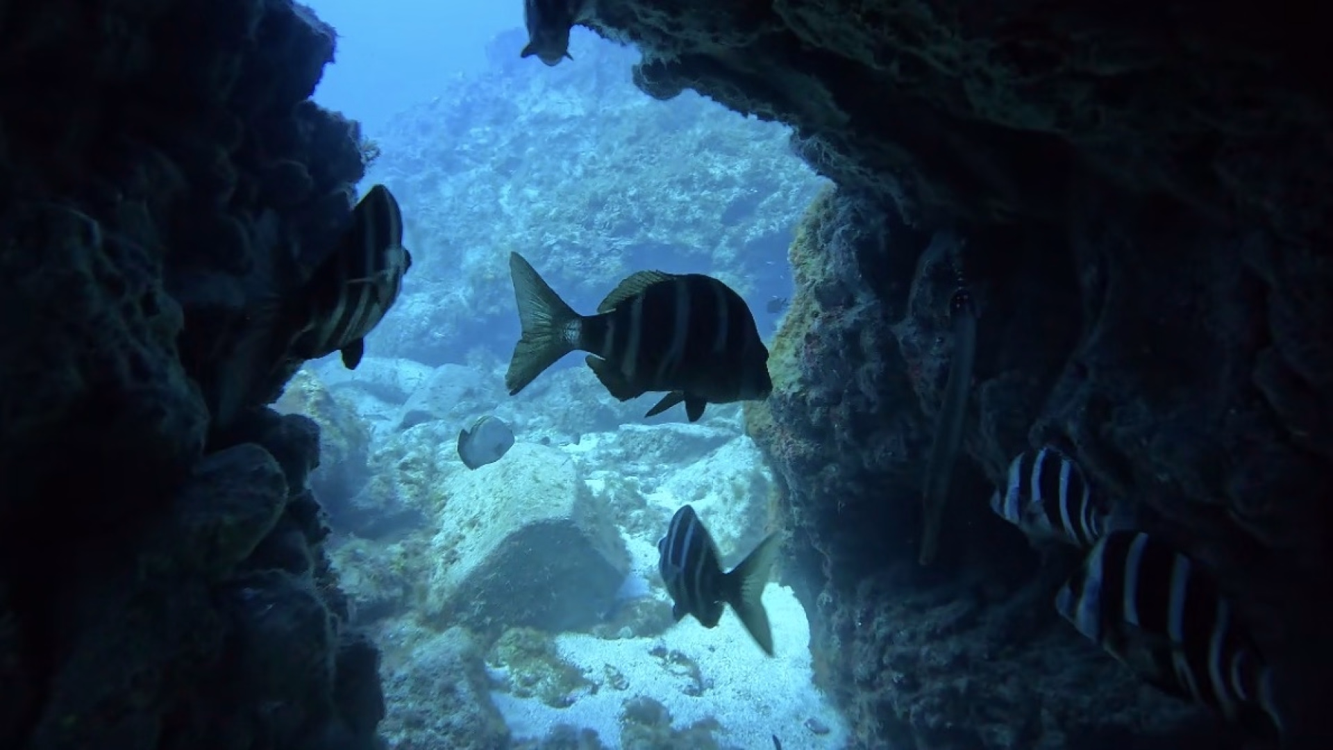 Stage premium de découverte de la plongée à Tenerife