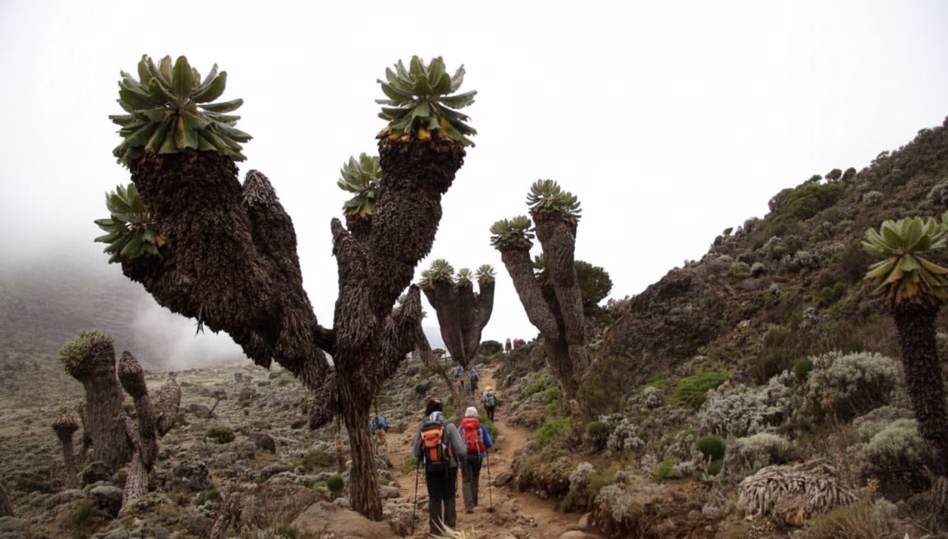 Trek du Kilimandjaro par la voie Shira, sauvage et panoramique
