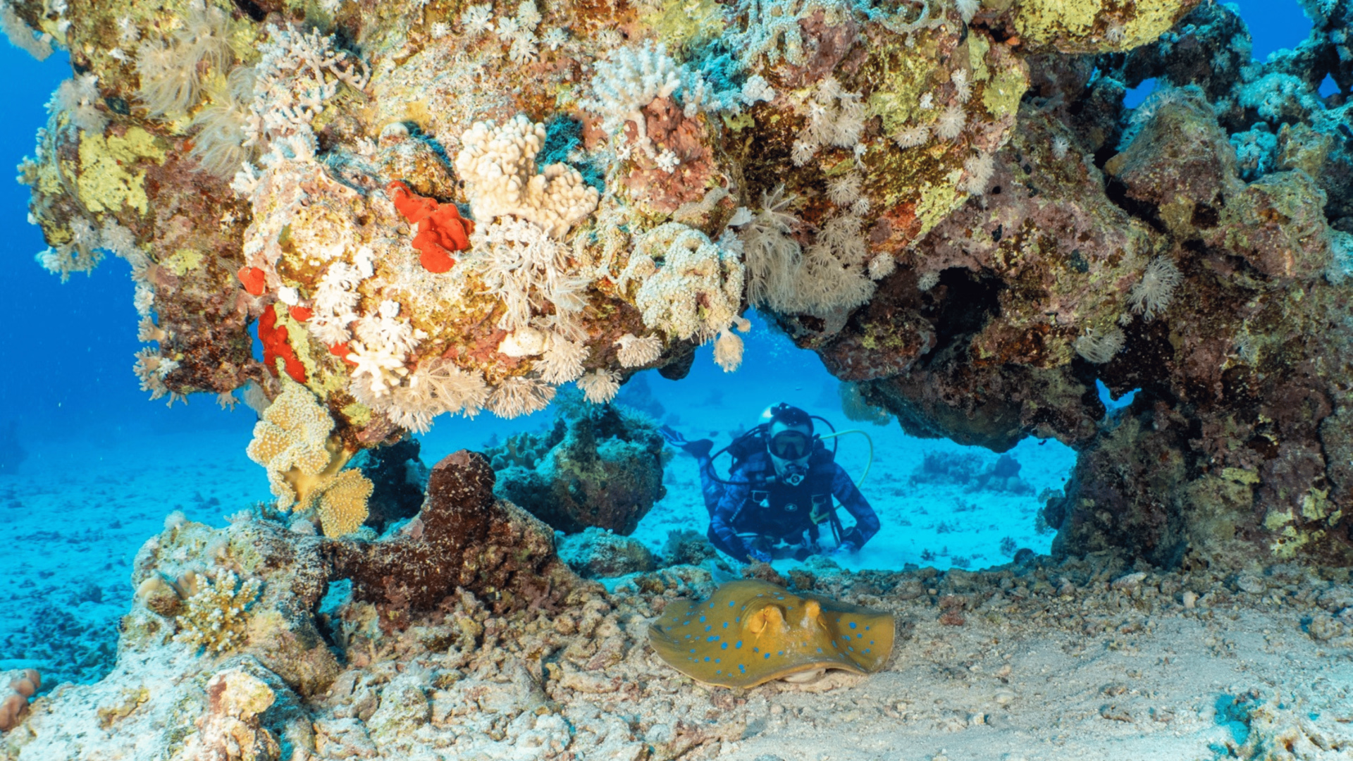 Voyageur solo : croisière plongée à St John's en Egypte