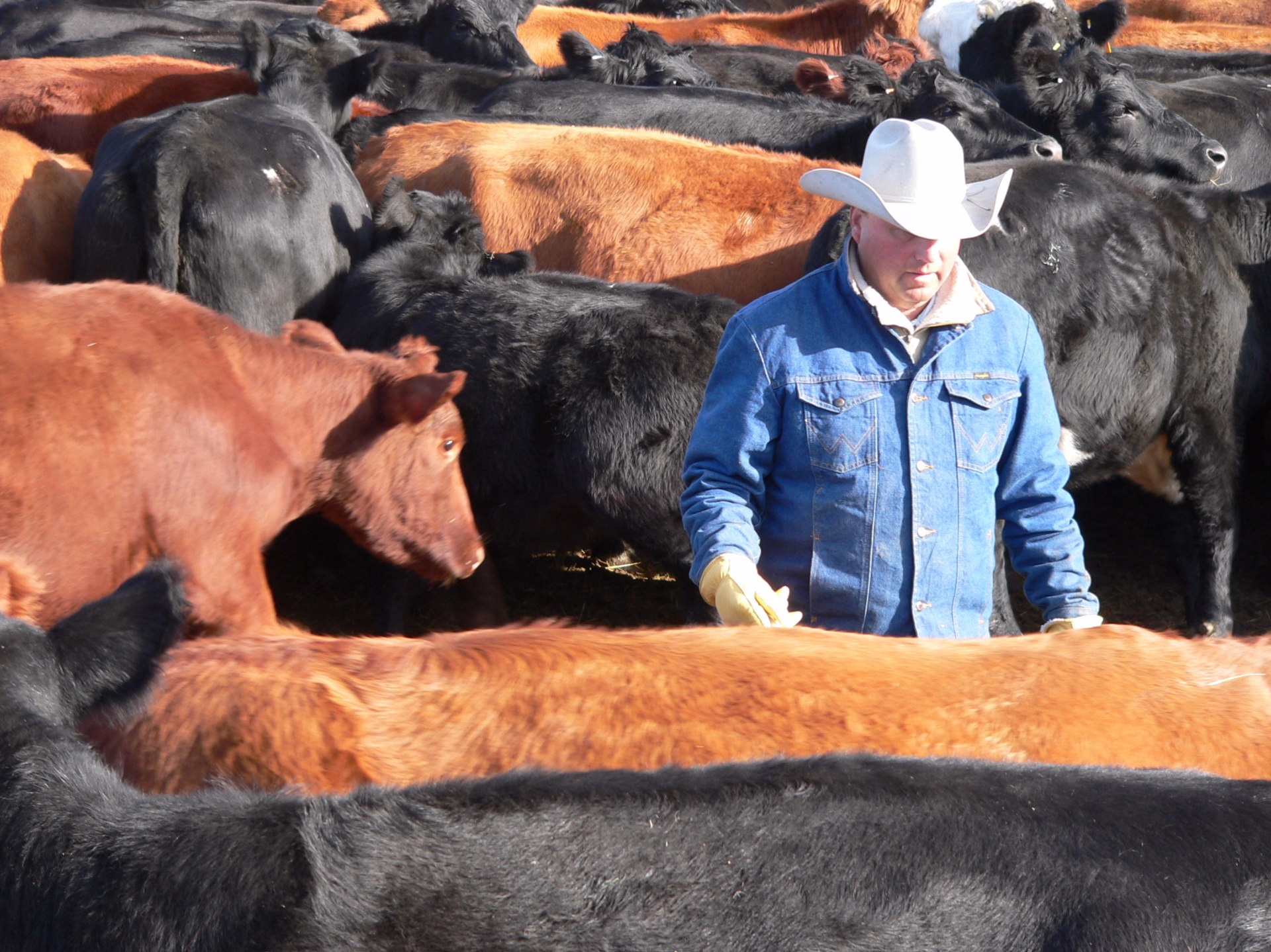 Immersion dans la vie des cowboys du Wyoming