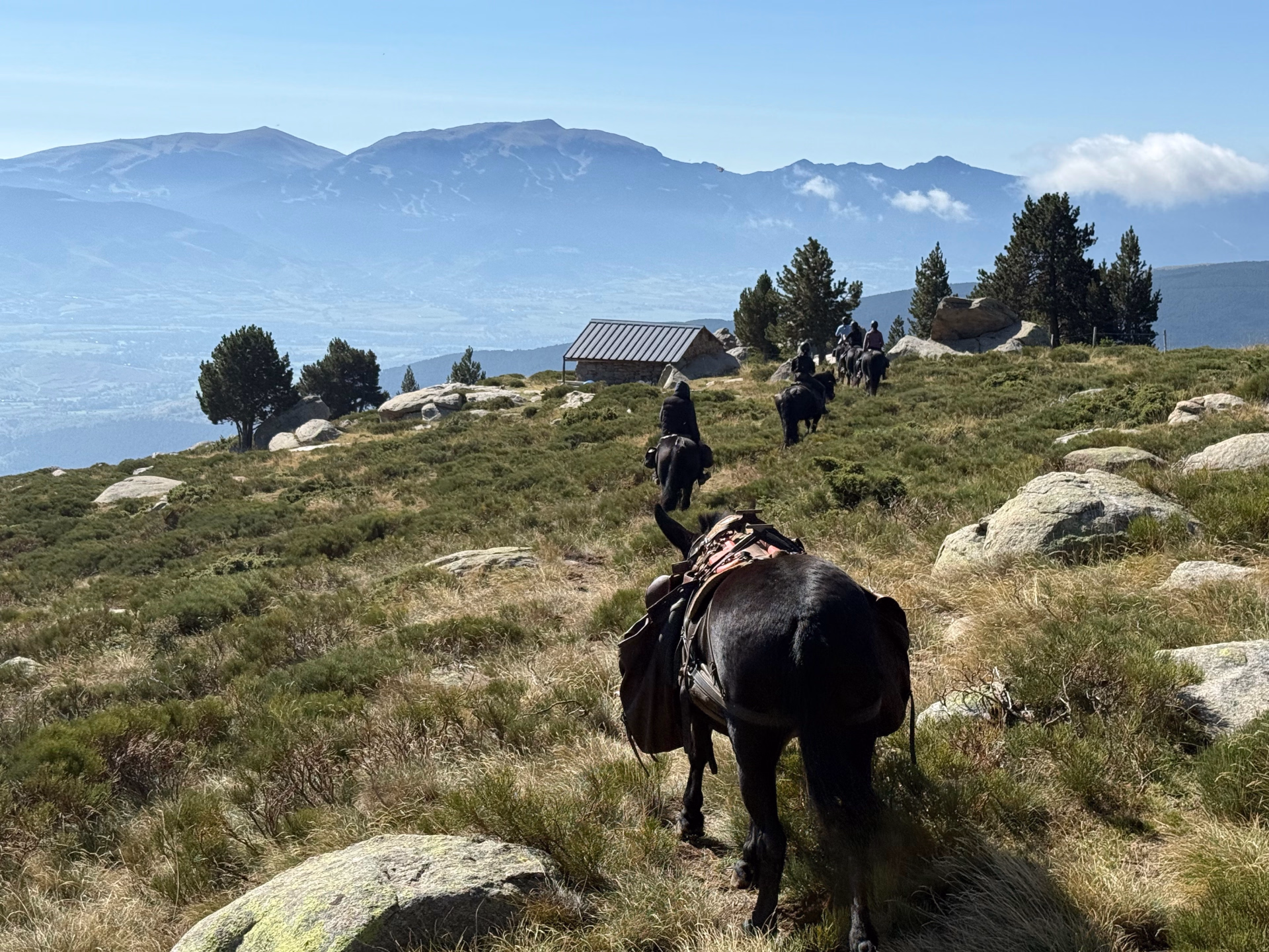 Brame du cerf en Pyrénées catalanes à cheval