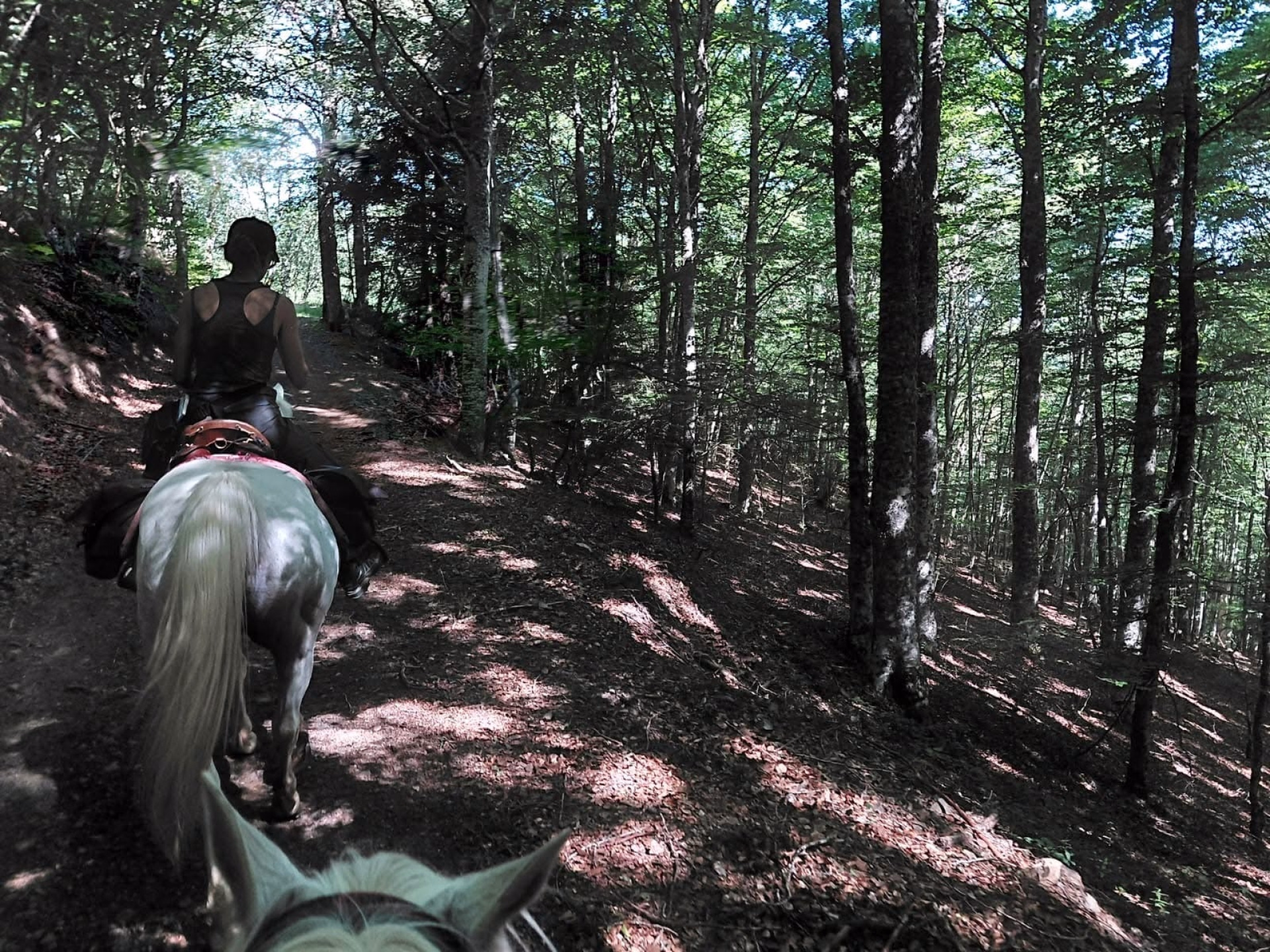 Randonnée à cheval en Lozère, de la Margeride au Mont Lozère